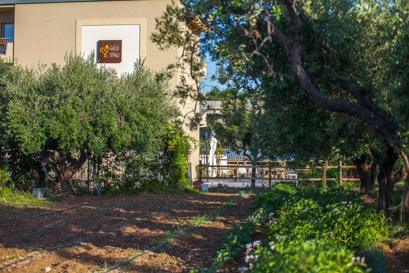 Il Gallo Con Gli Stivali