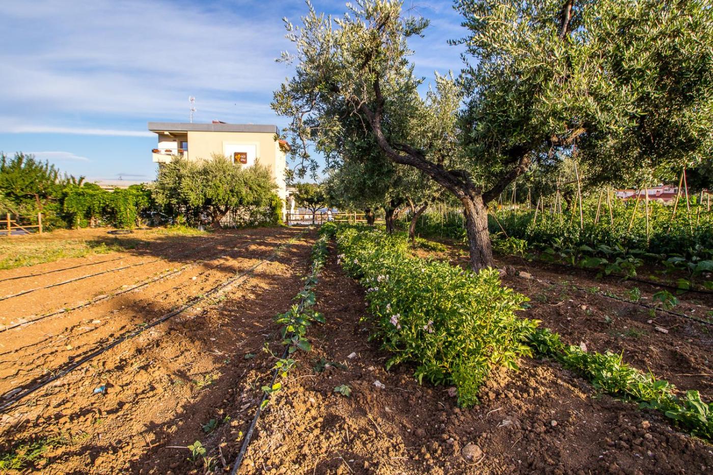 Il Gallo Con Gli Stivali