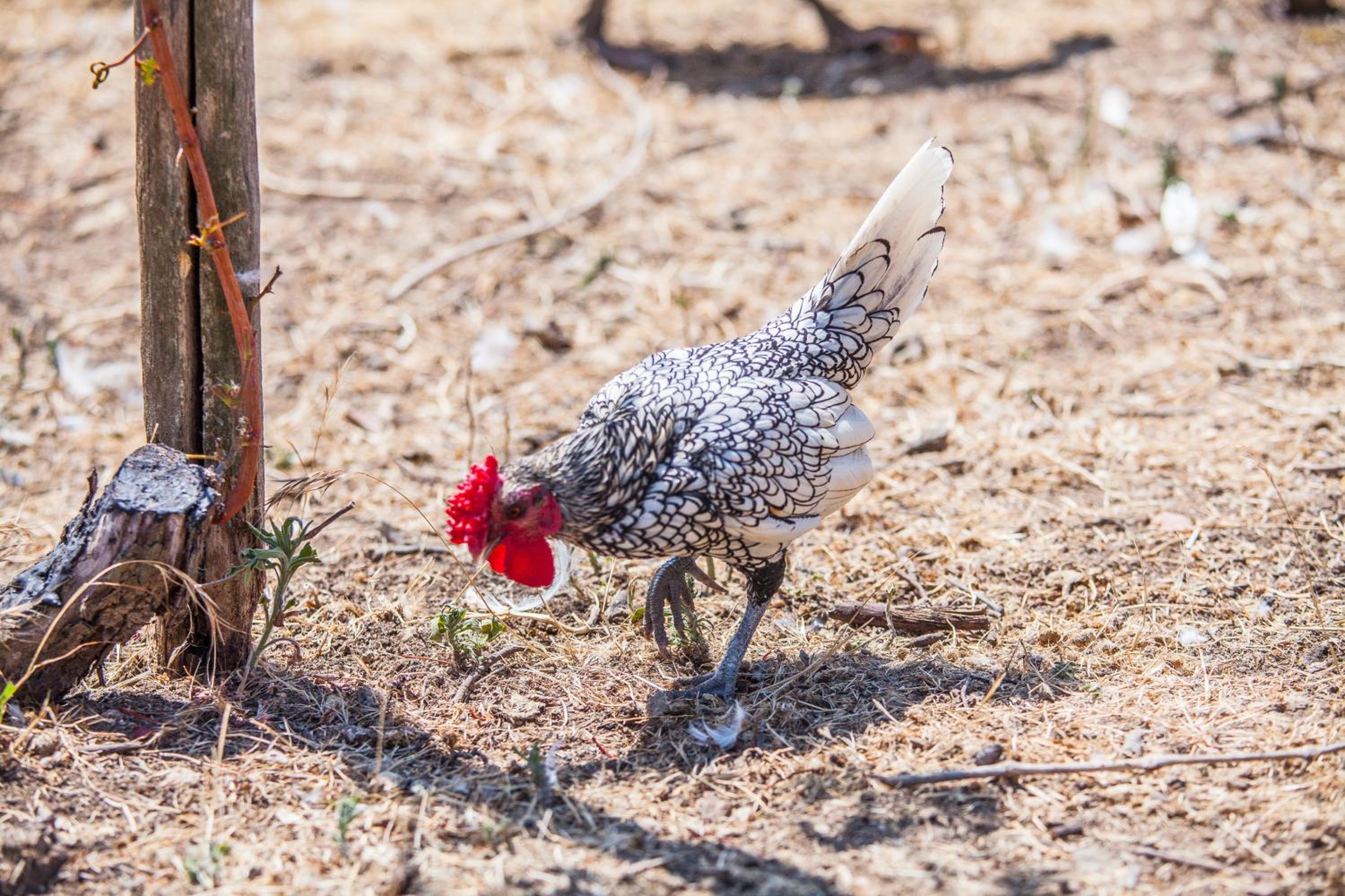 Il Gallo Con Gli Stivali