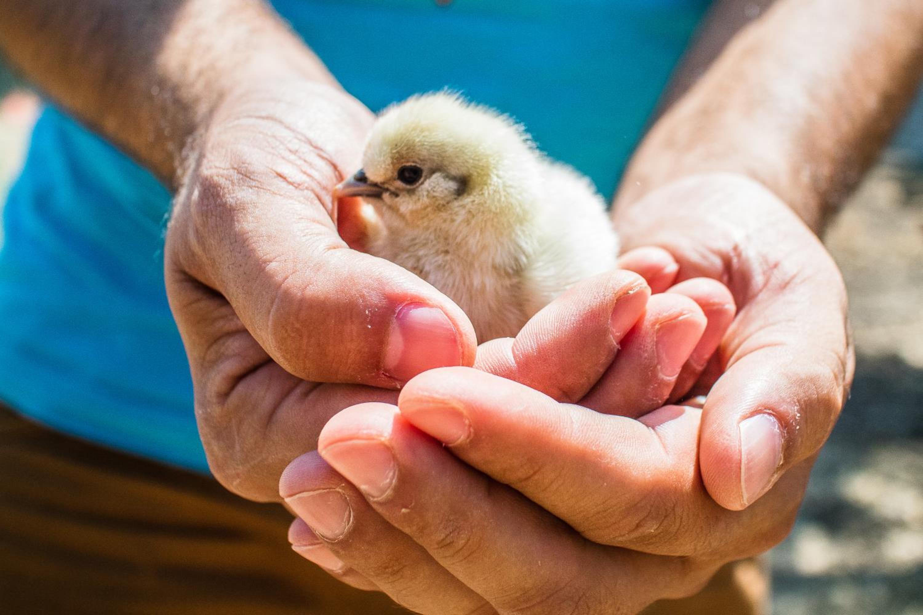 Il Gallo Con Gli Stivali