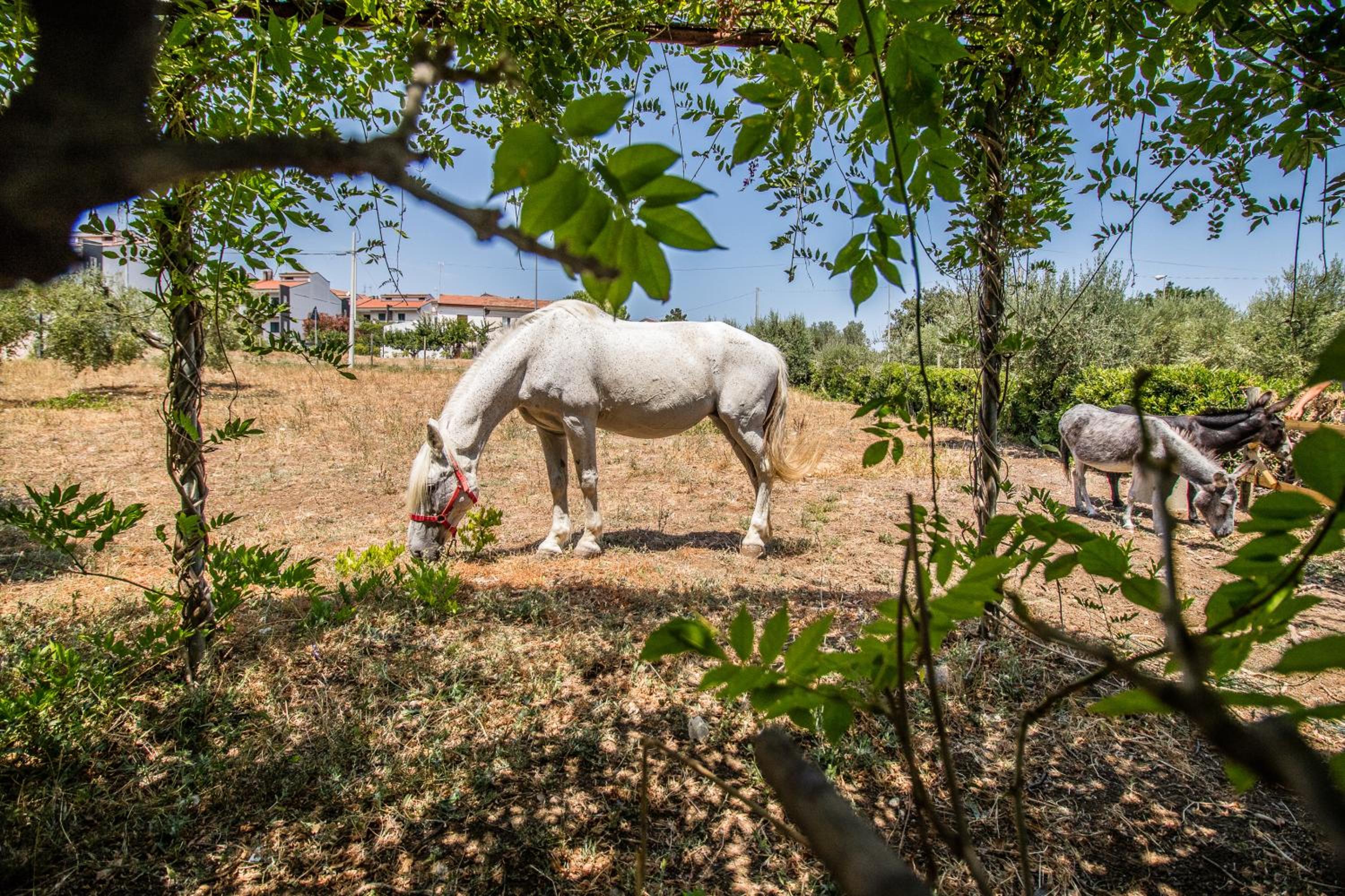 Il Gallo Con Gli Stivali