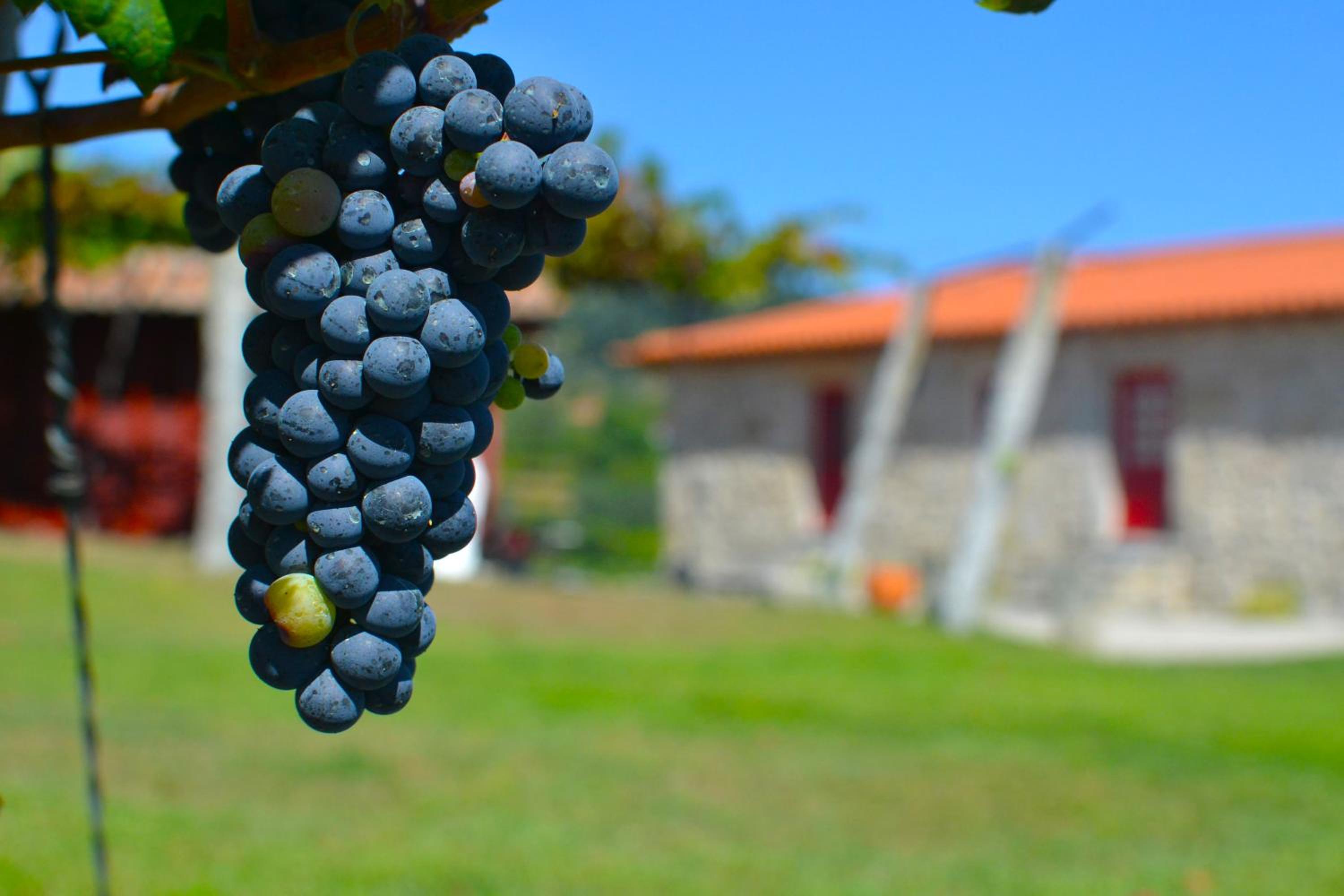 Quinta do Olival