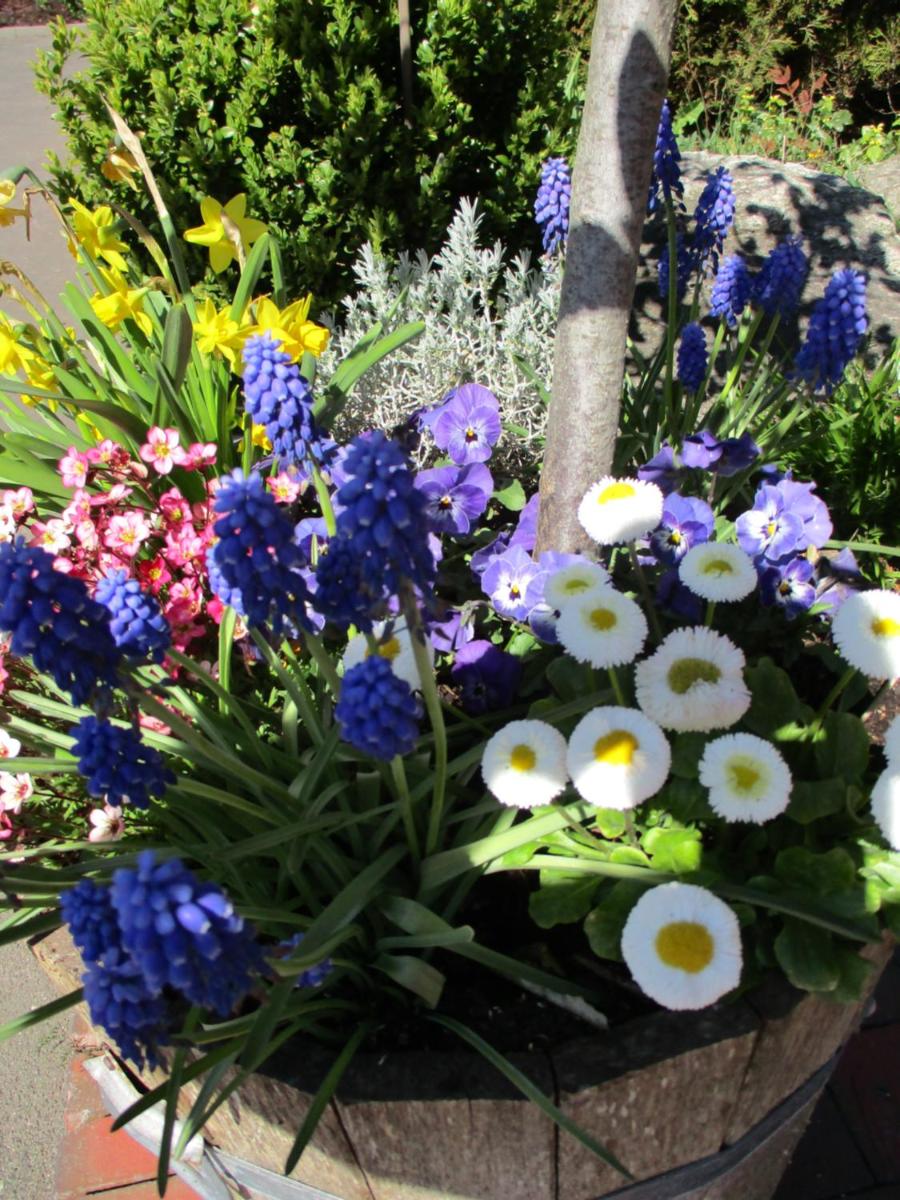 garden