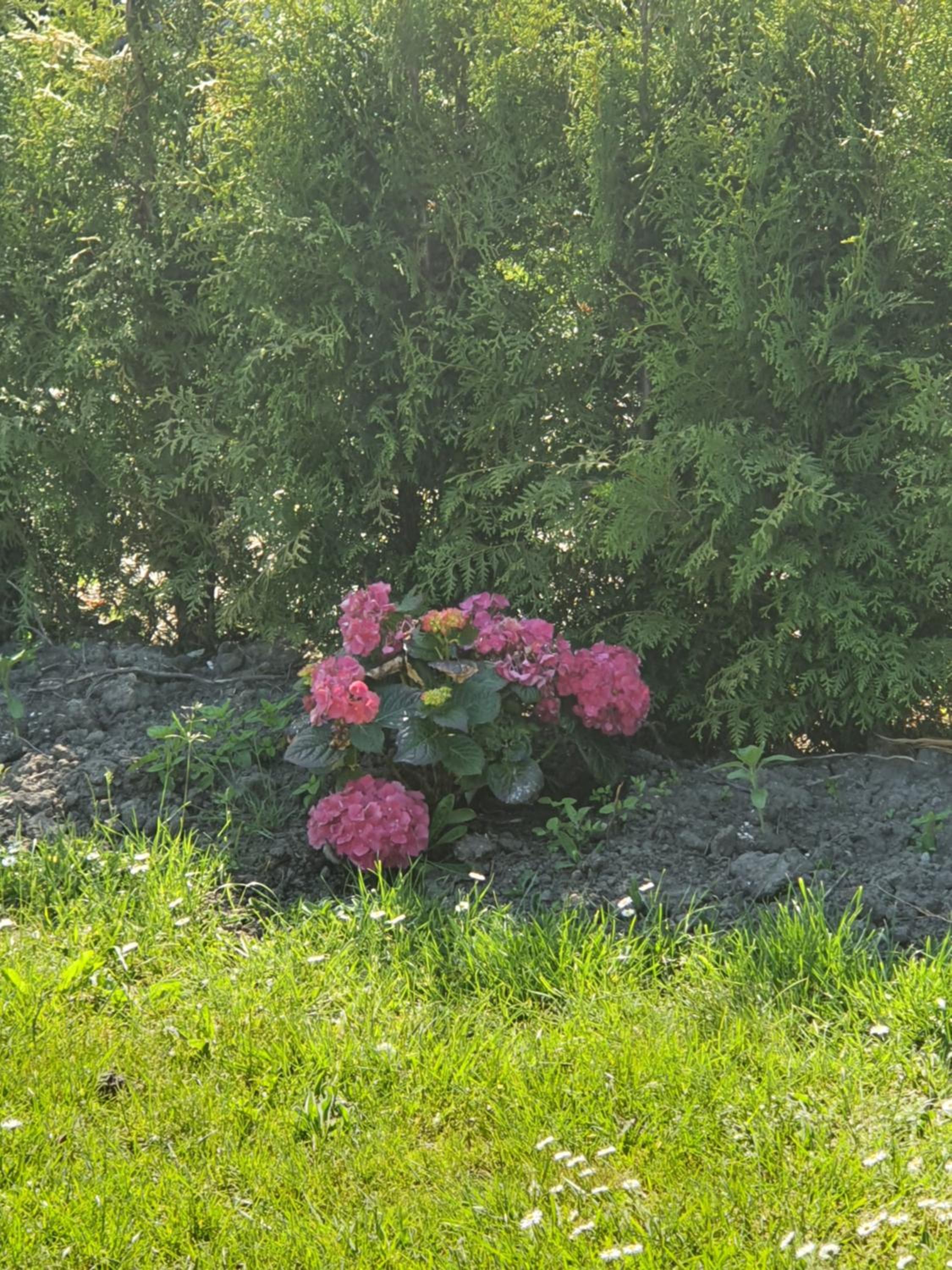 Photo 37