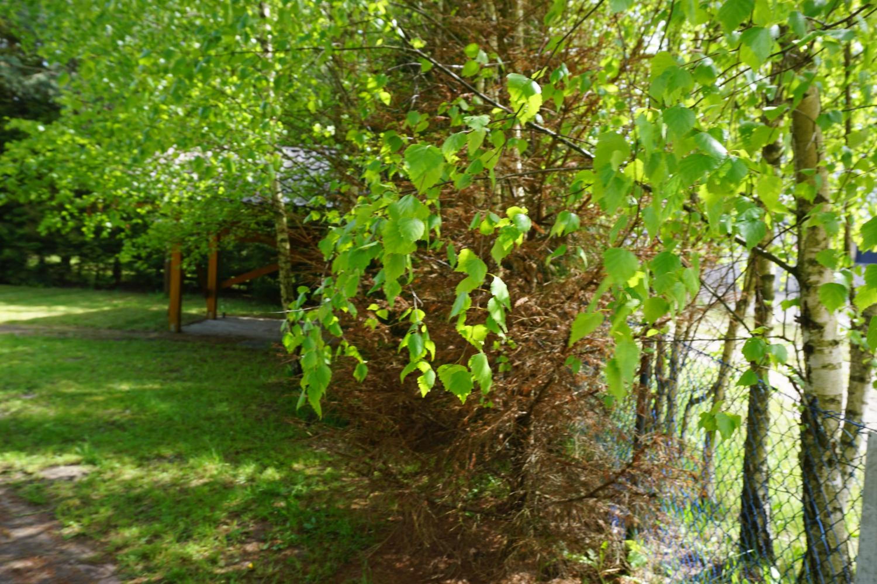 Photo 17