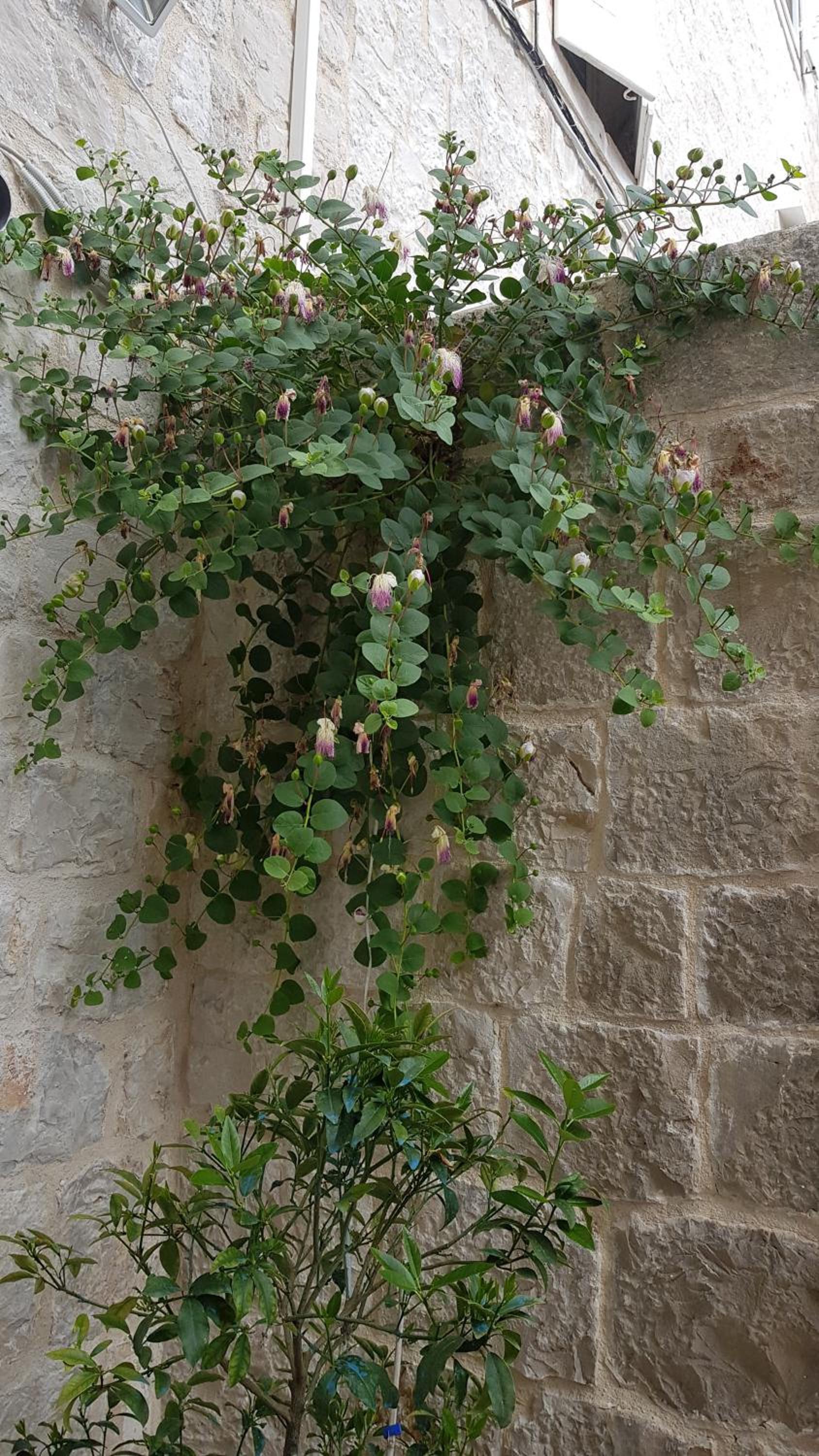 Photo 30