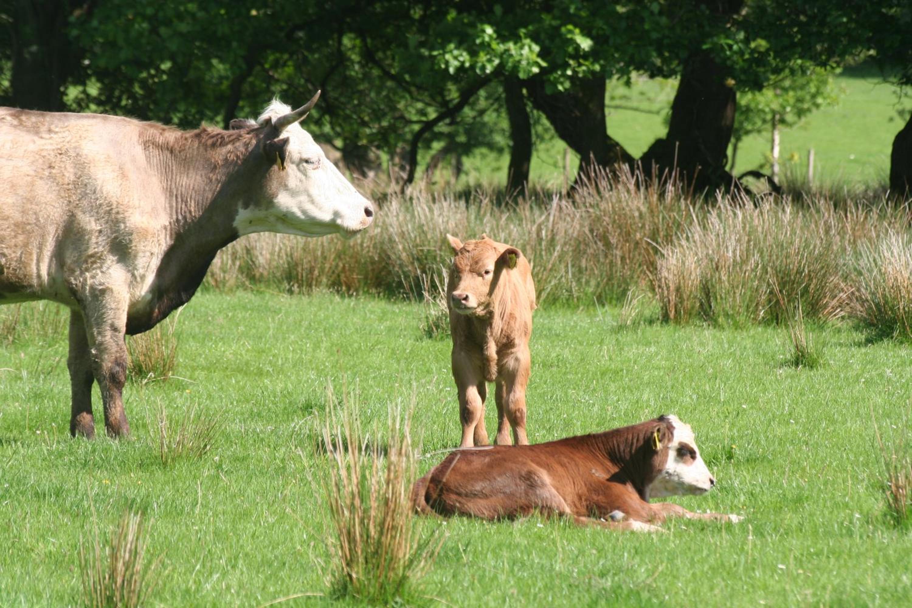 Swansea Valley Holiday Cottages