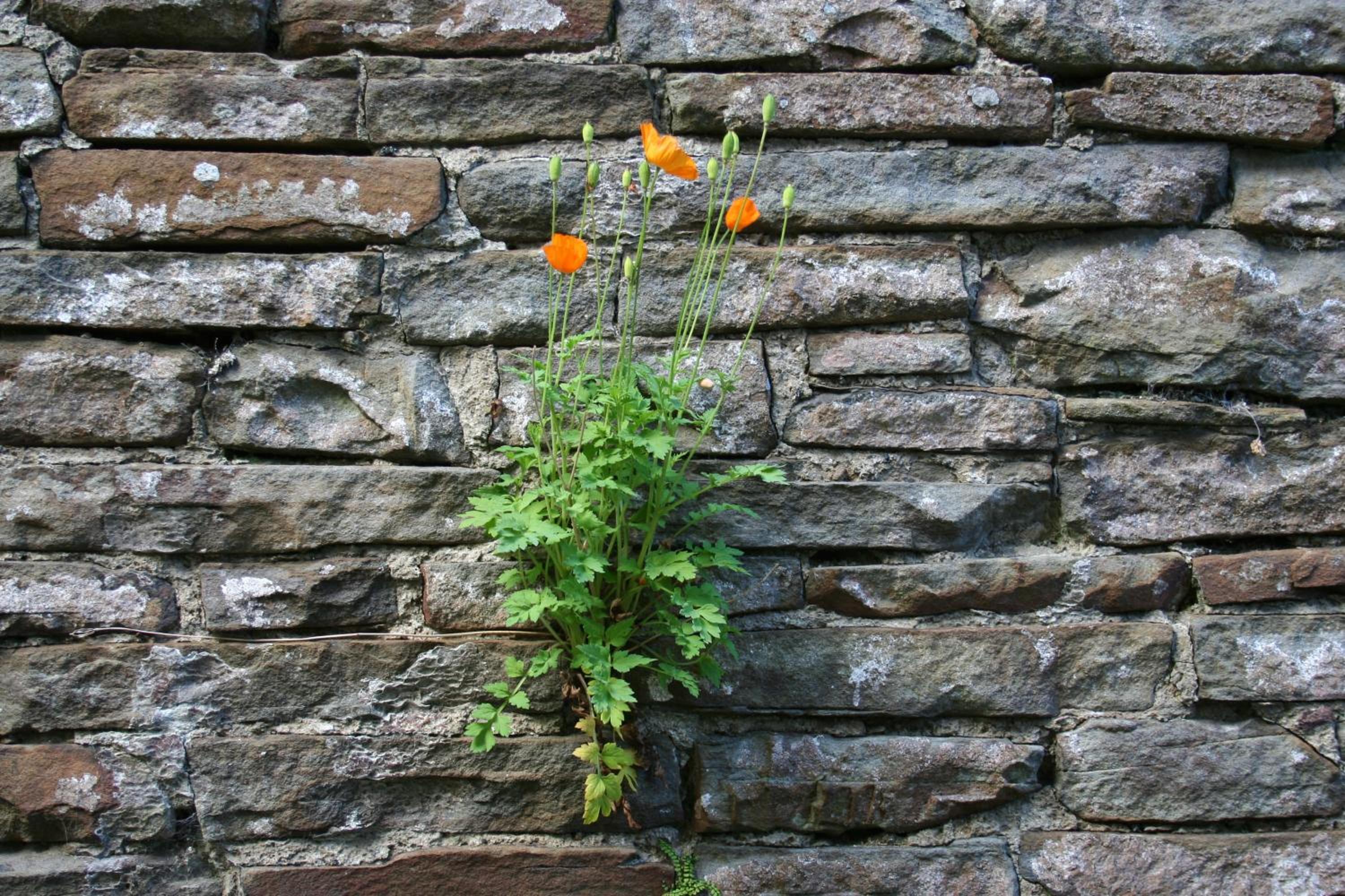 Swansea Valley Holiday Cottages