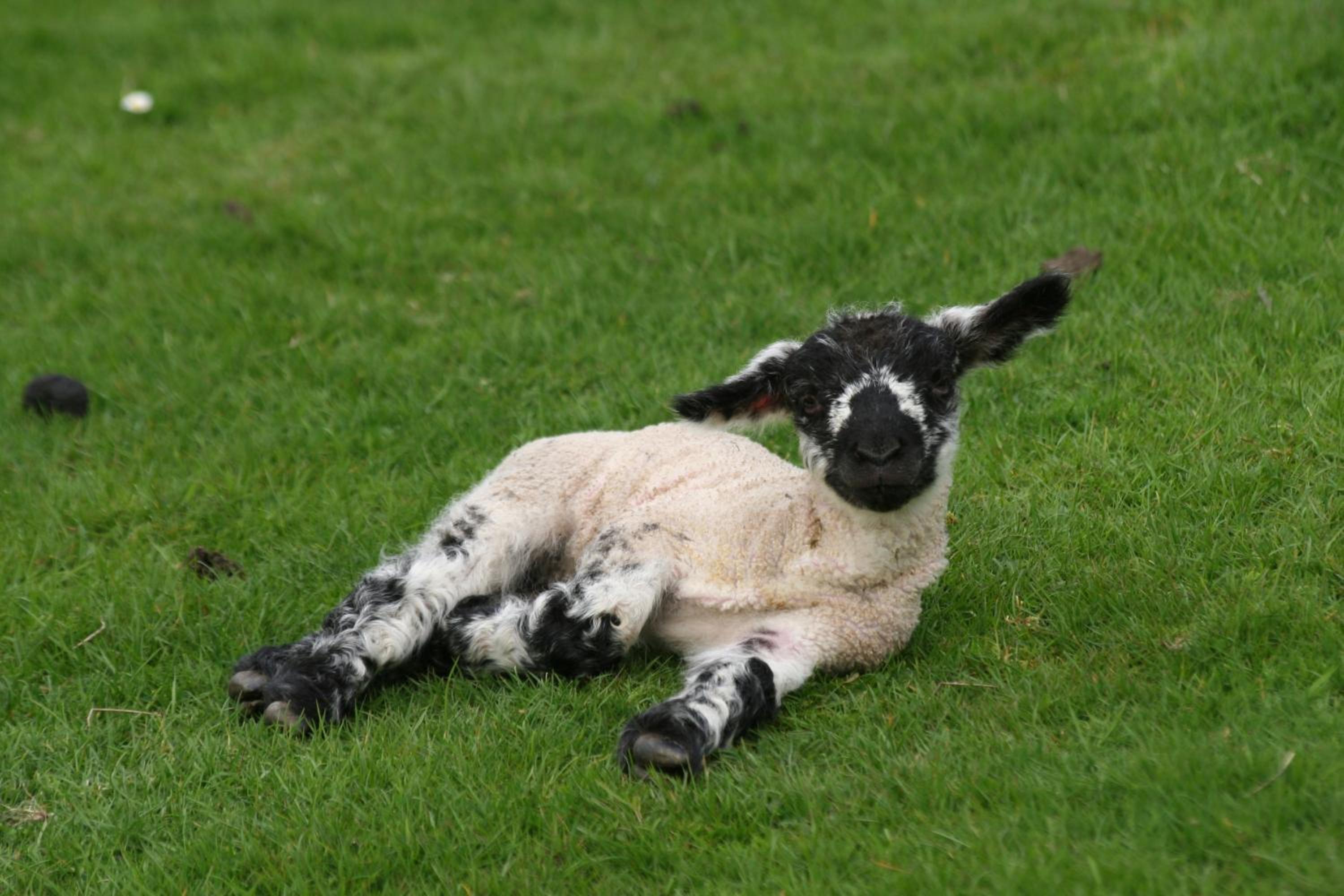 Swansea Valley Holiday Cottages