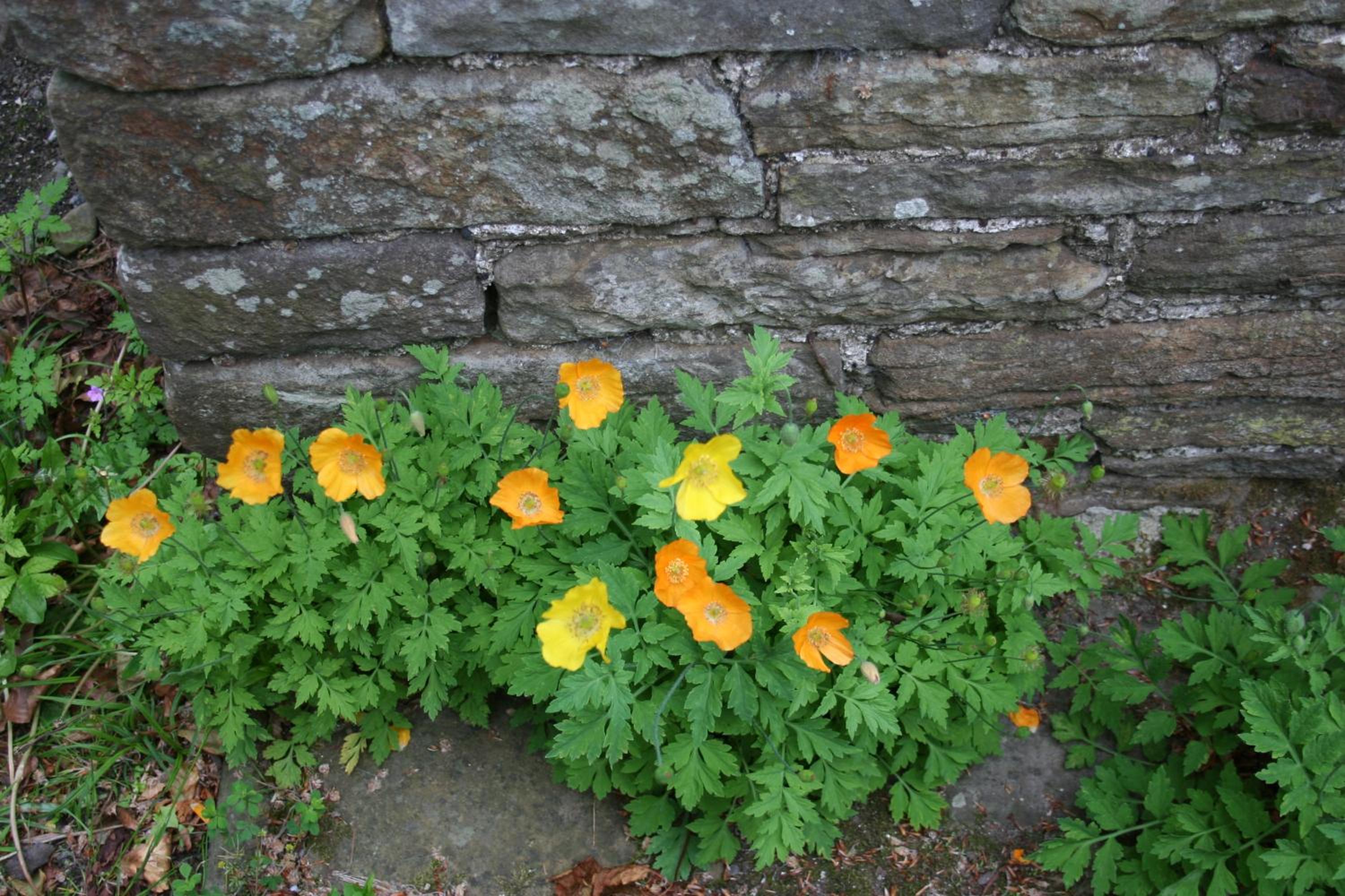 Swansea Valley Holiday Cottages