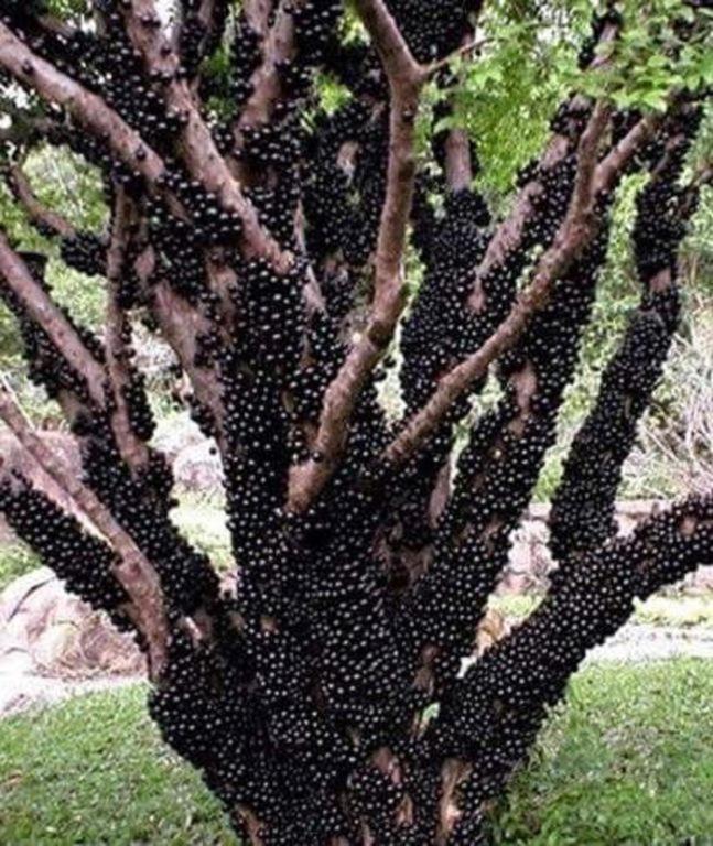 Fazenda Carpas Douradas