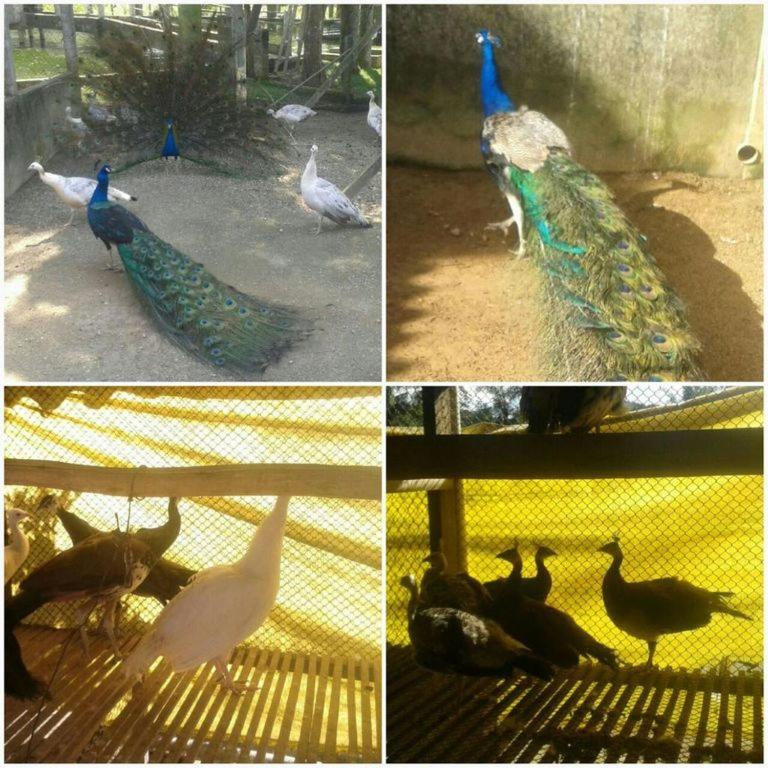 Fazenda Carpas Douradas