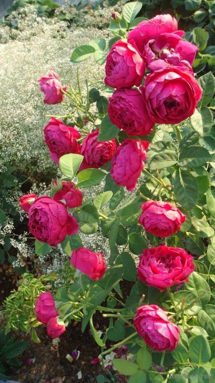 Photo 24