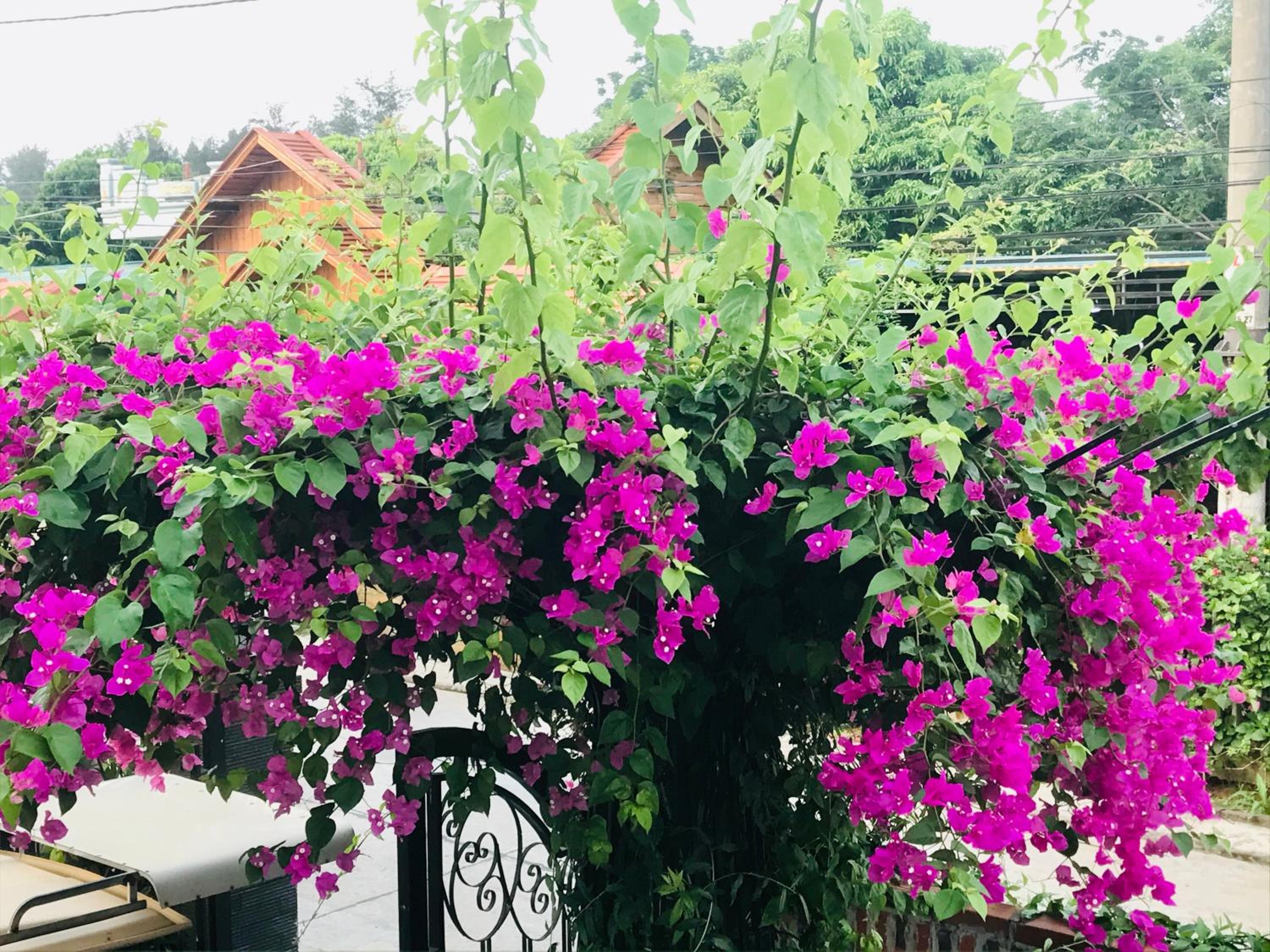 Coto Center Homestay, photo 239