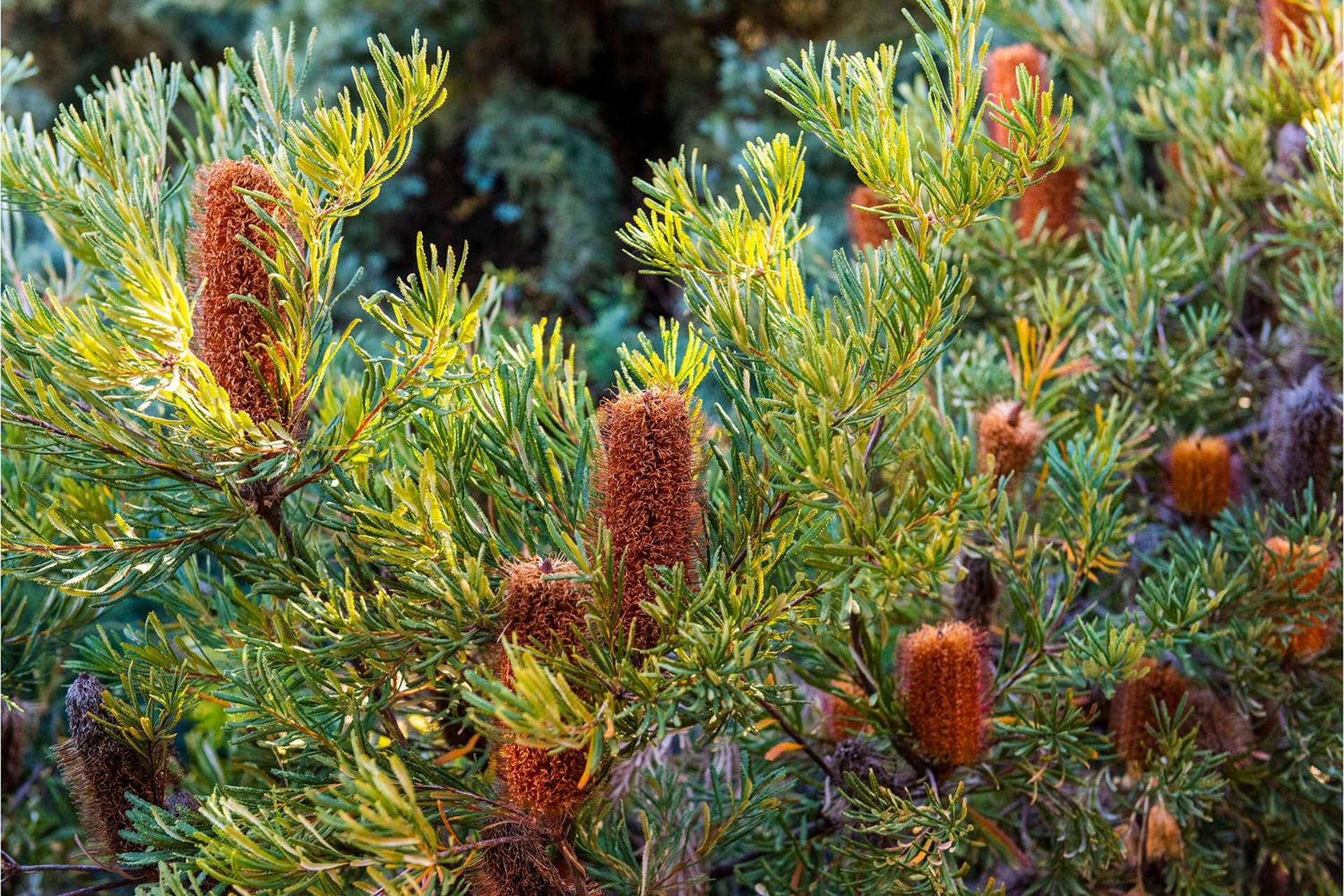 Banksia Tourist Park