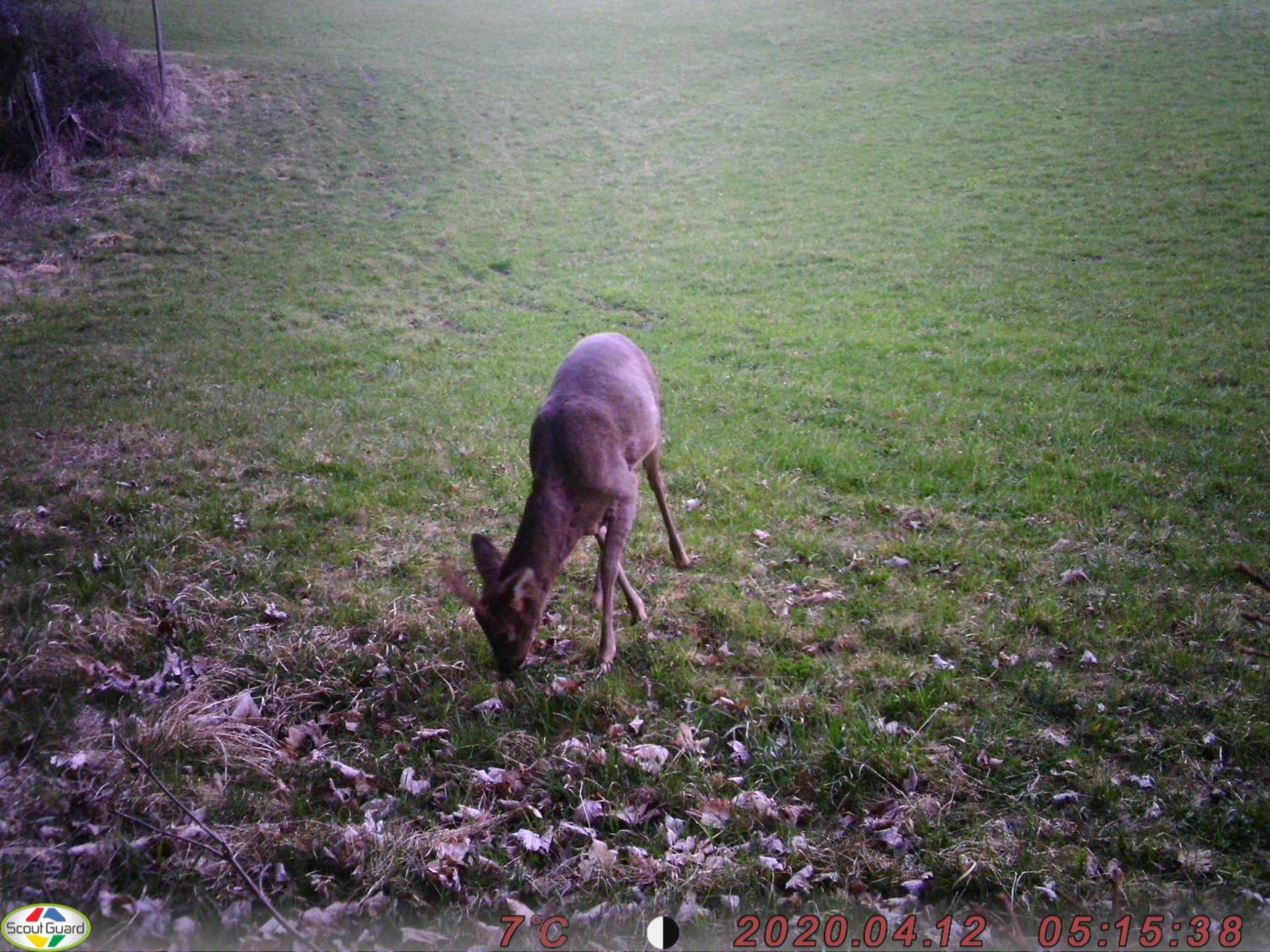 Forellenwirt Bacher