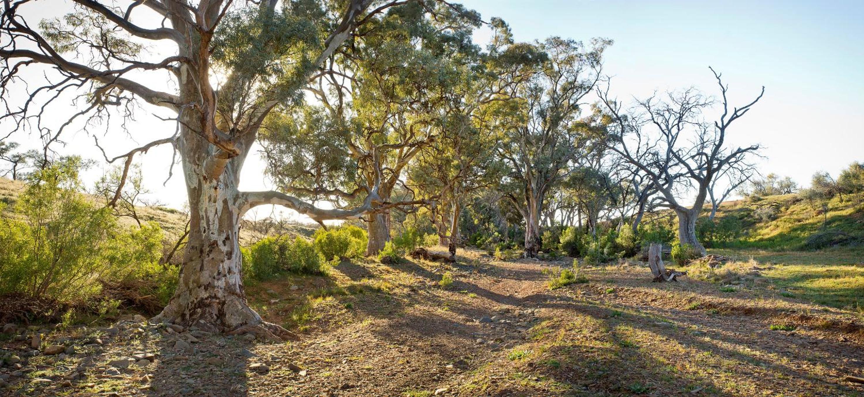 Holowiliena Station & The Outback Blacksmith
