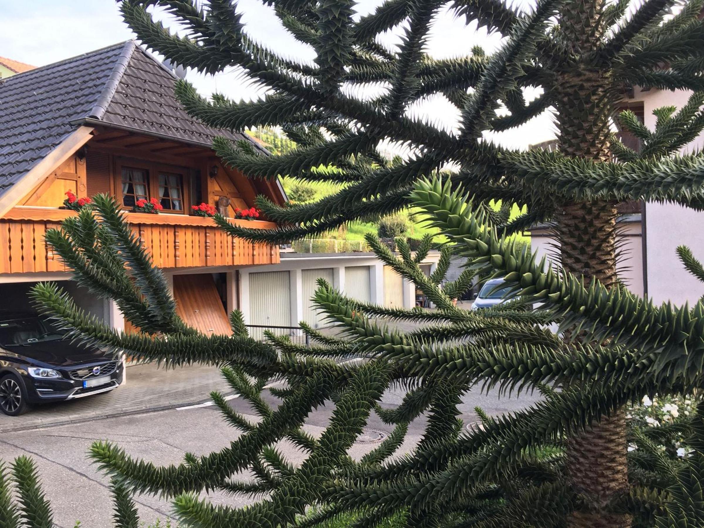 Pension Haus Rose
