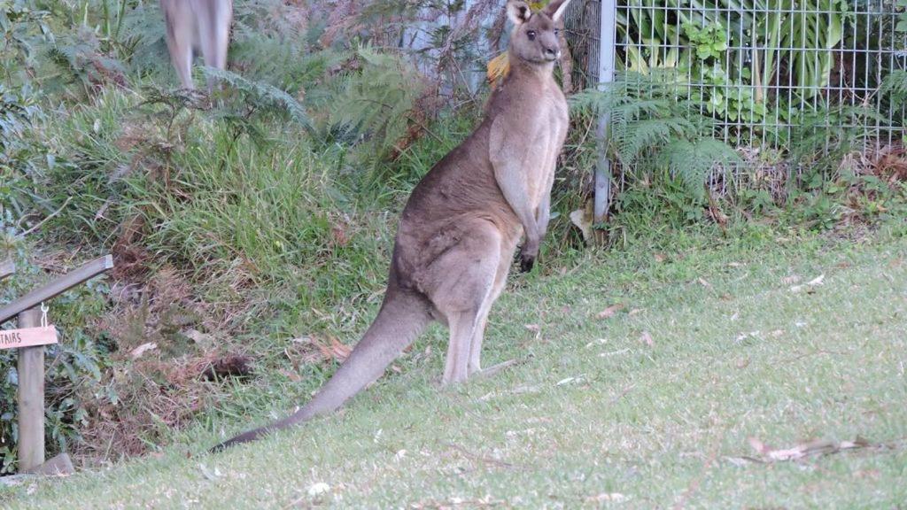 Waterfront Jervis Bay Escape Cooinda