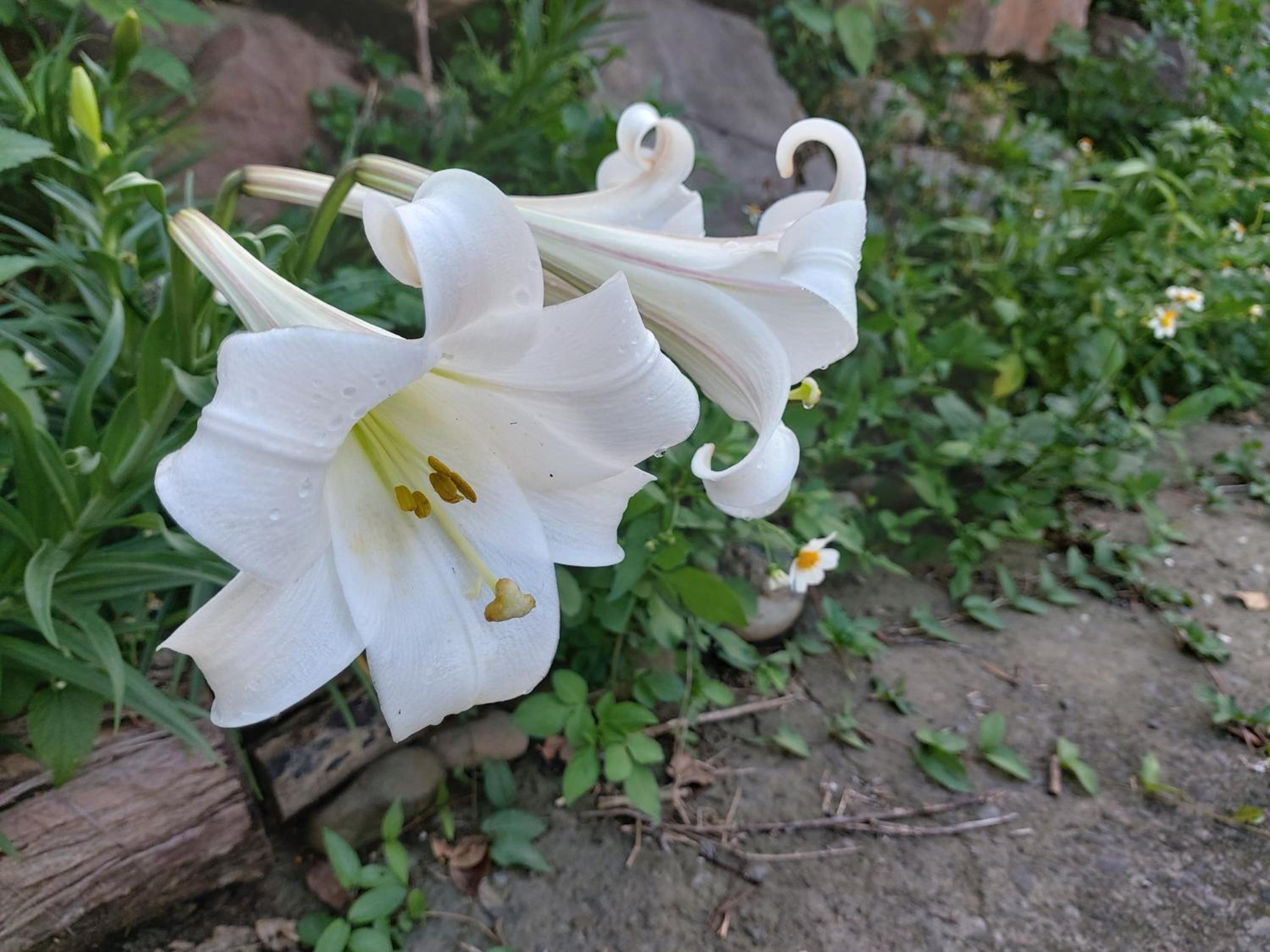 Photo 15