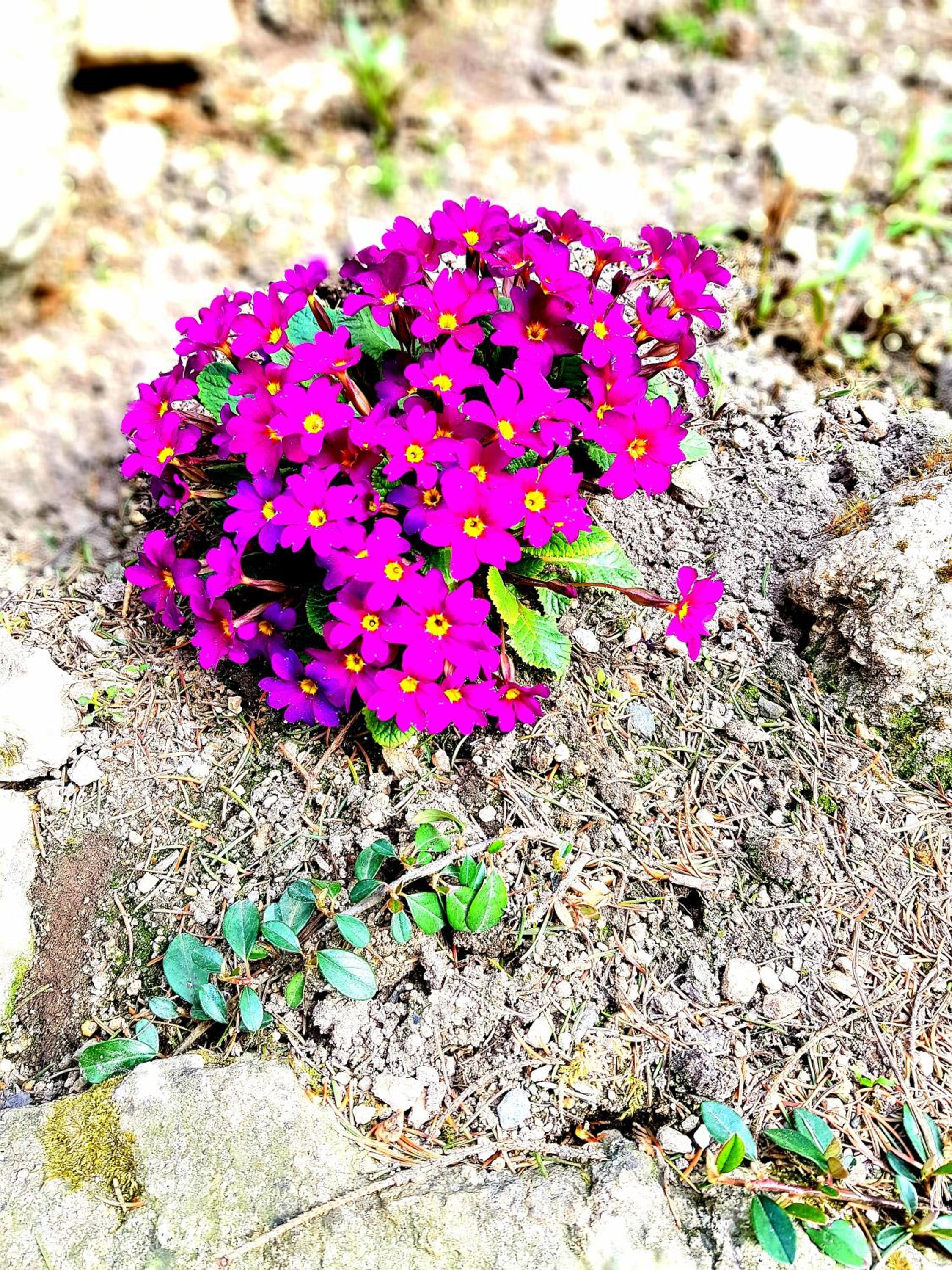 Photo 41