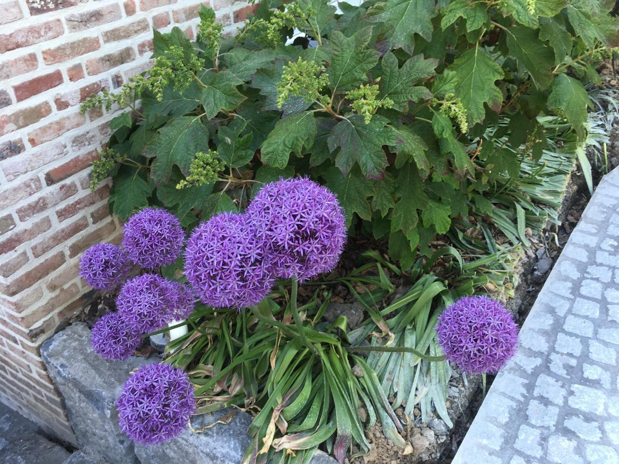 B&B Wisteria