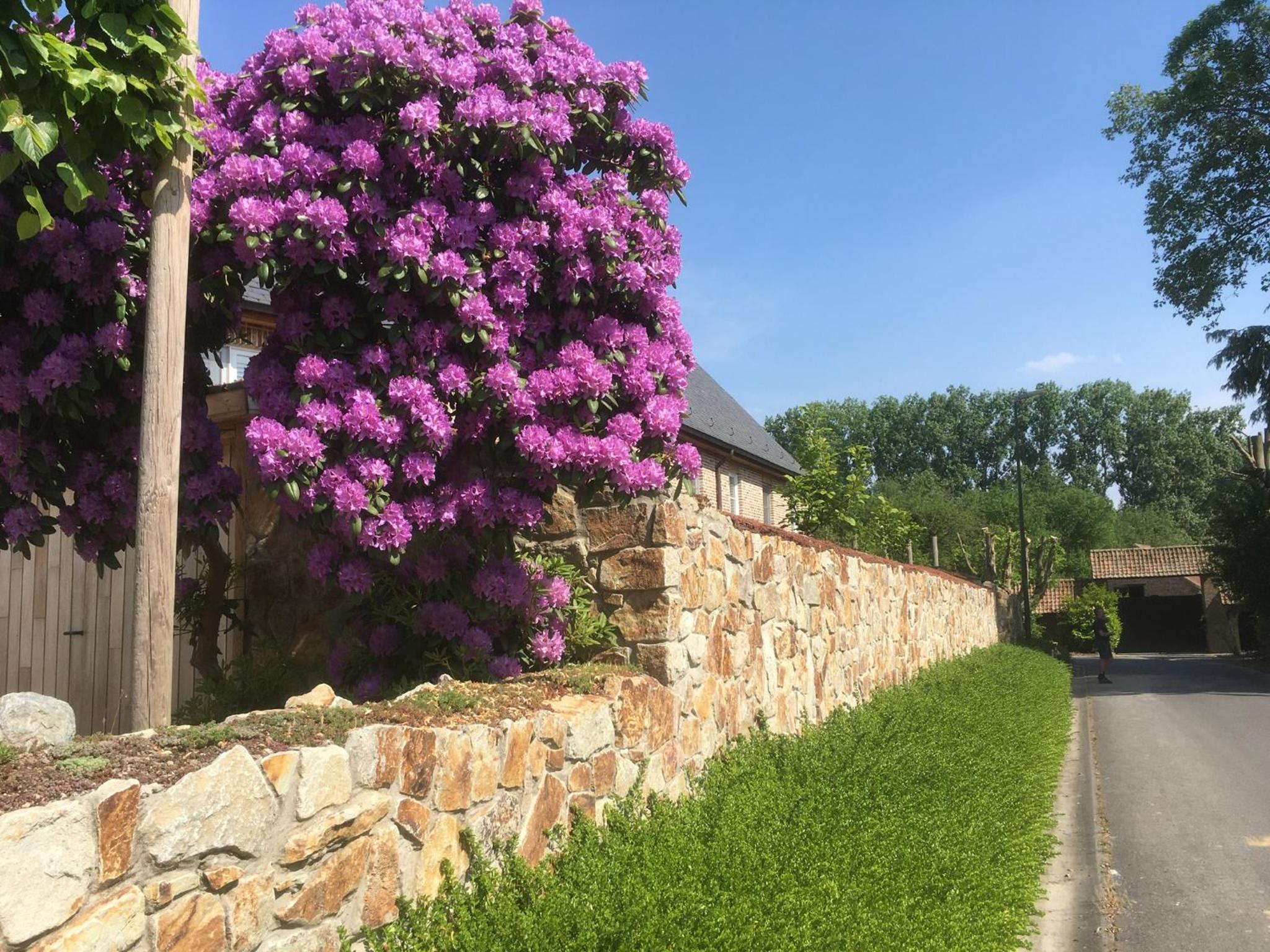 B&B Wisteria