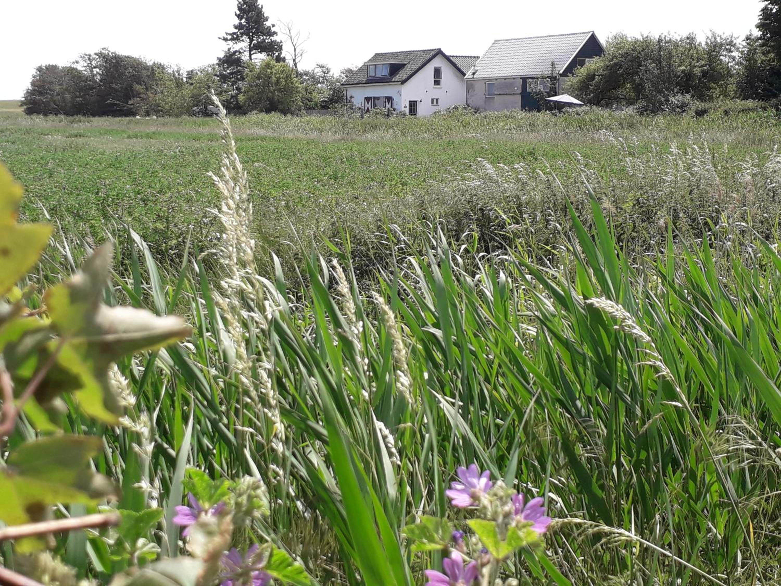 in de Boomgaard en Burgh Haamstede — other