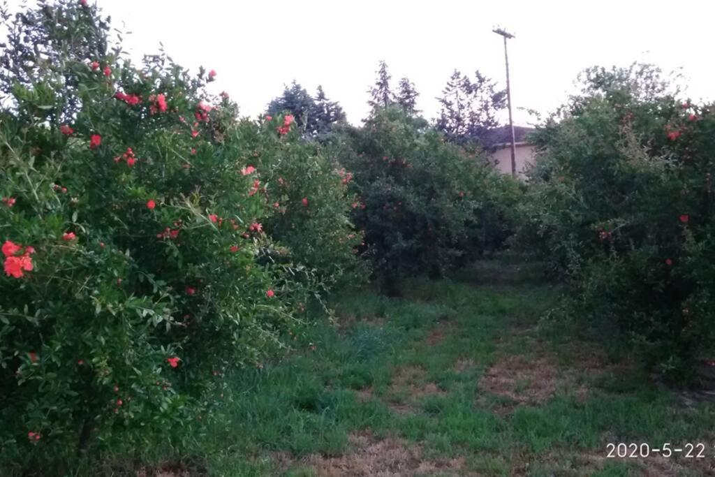 Green house - Apartment in Aridaia-Loutra Pozar view 3