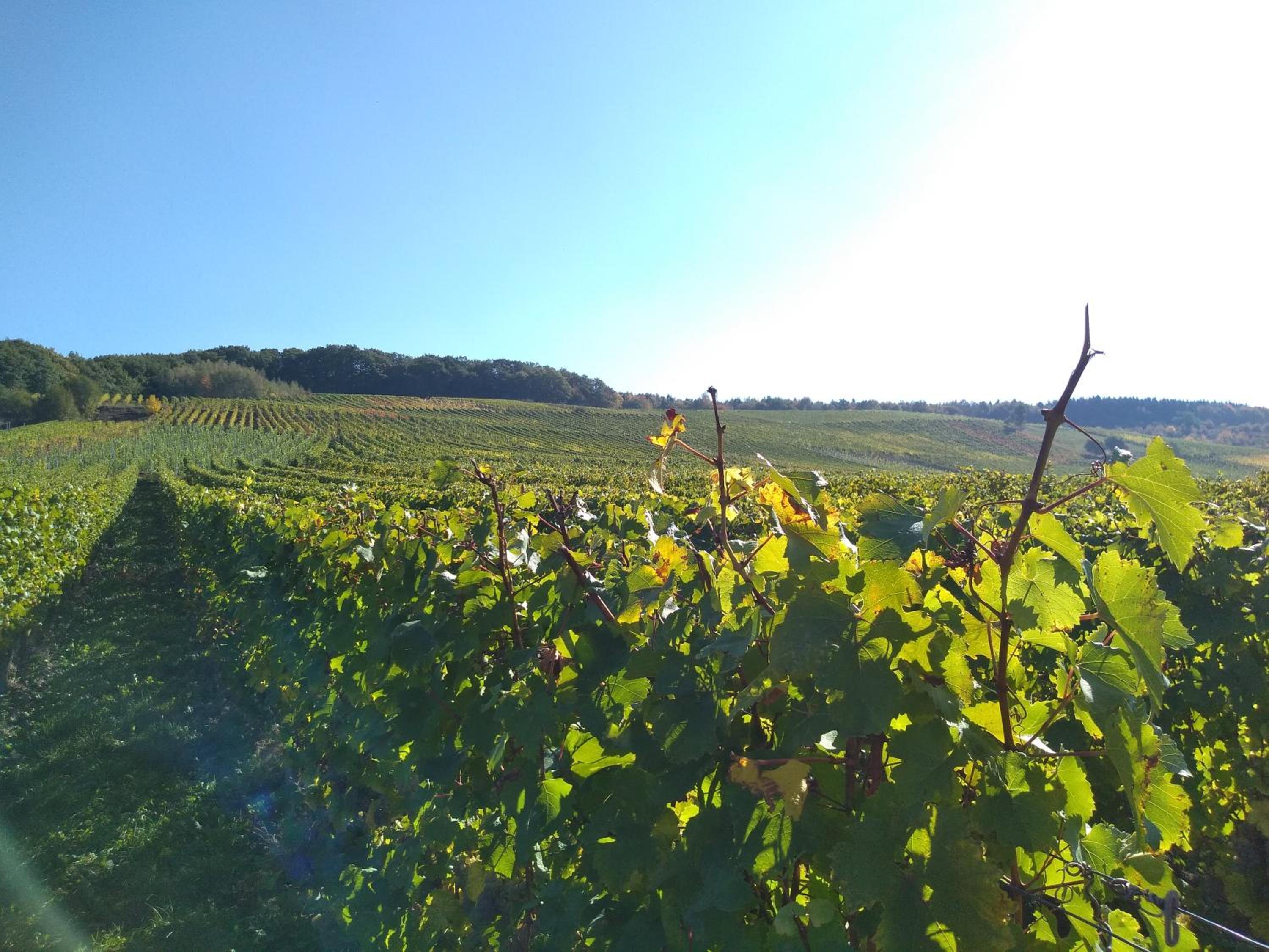Weingut Tiliahof
