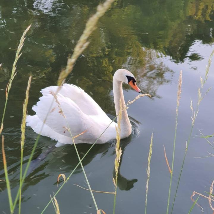 De Vliegende Vlinder, photo 11
