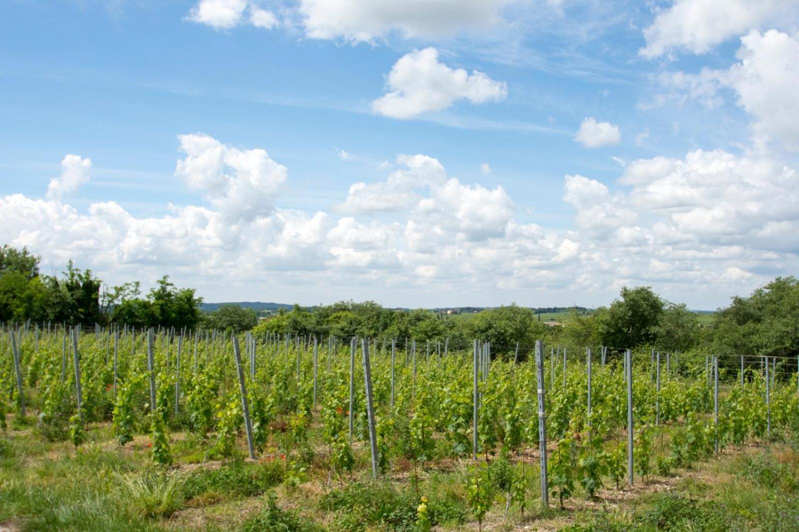 Tenuta EnGi, photo 104
