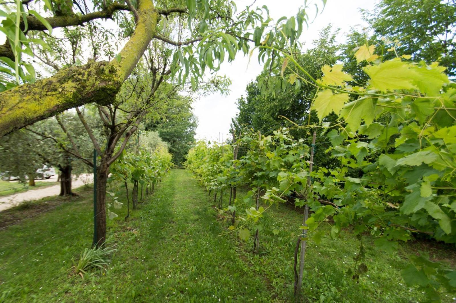 Tenuta EnGi, photo 107