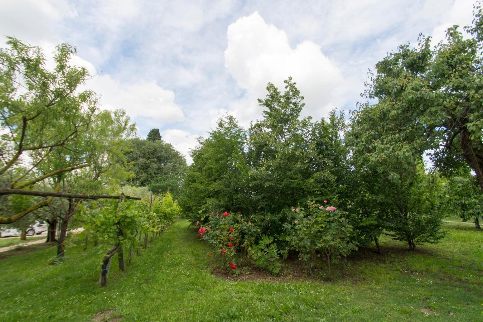 Tenuta EnGi, photo 89