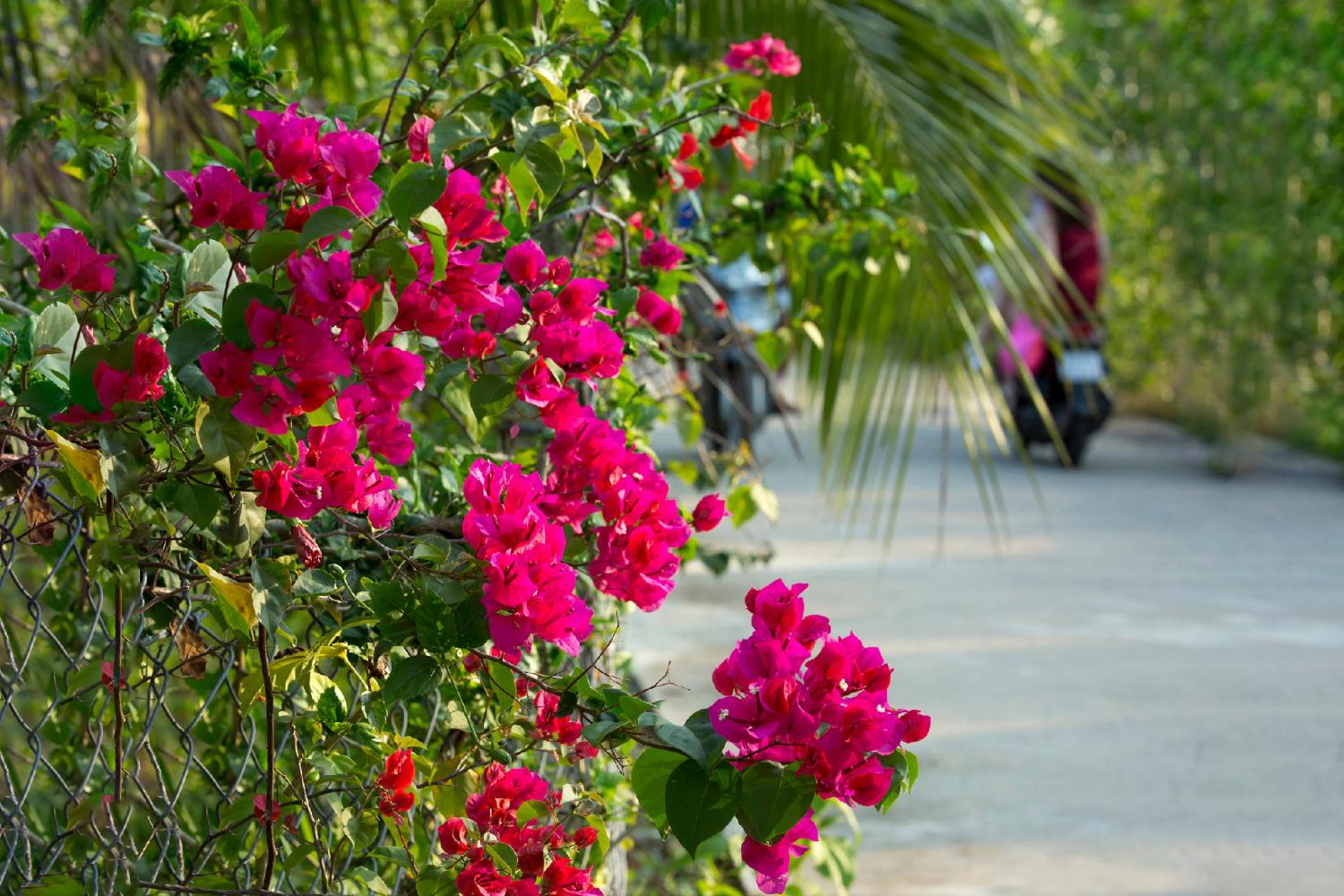Spring Garden Homestay