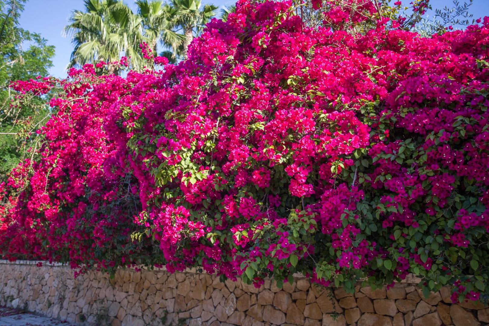 Apartamentos El Palmeral de Madaria