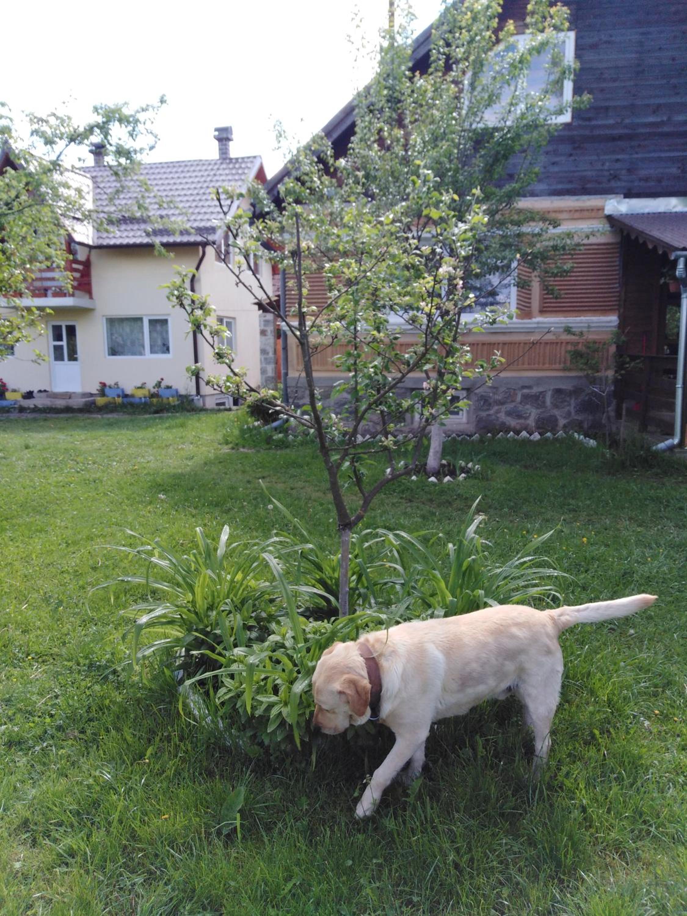 Photo 38