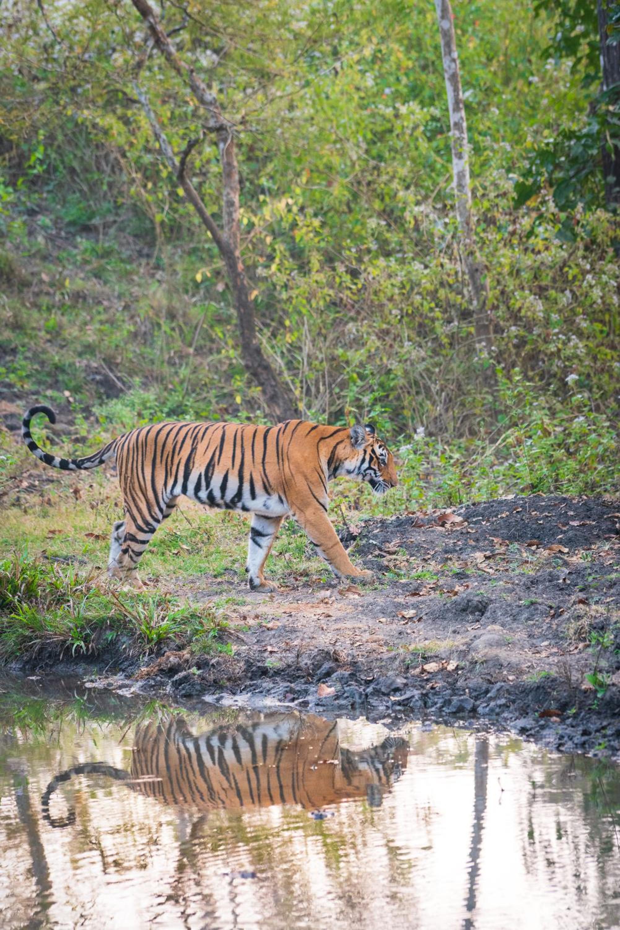 Kaav Safari Lodge, Kabini view 2