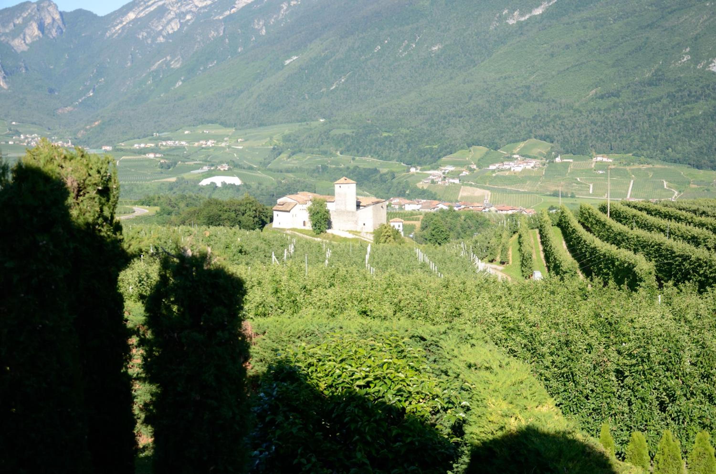 Al Trifoglio