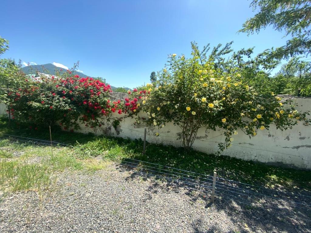 Apartments Firuze