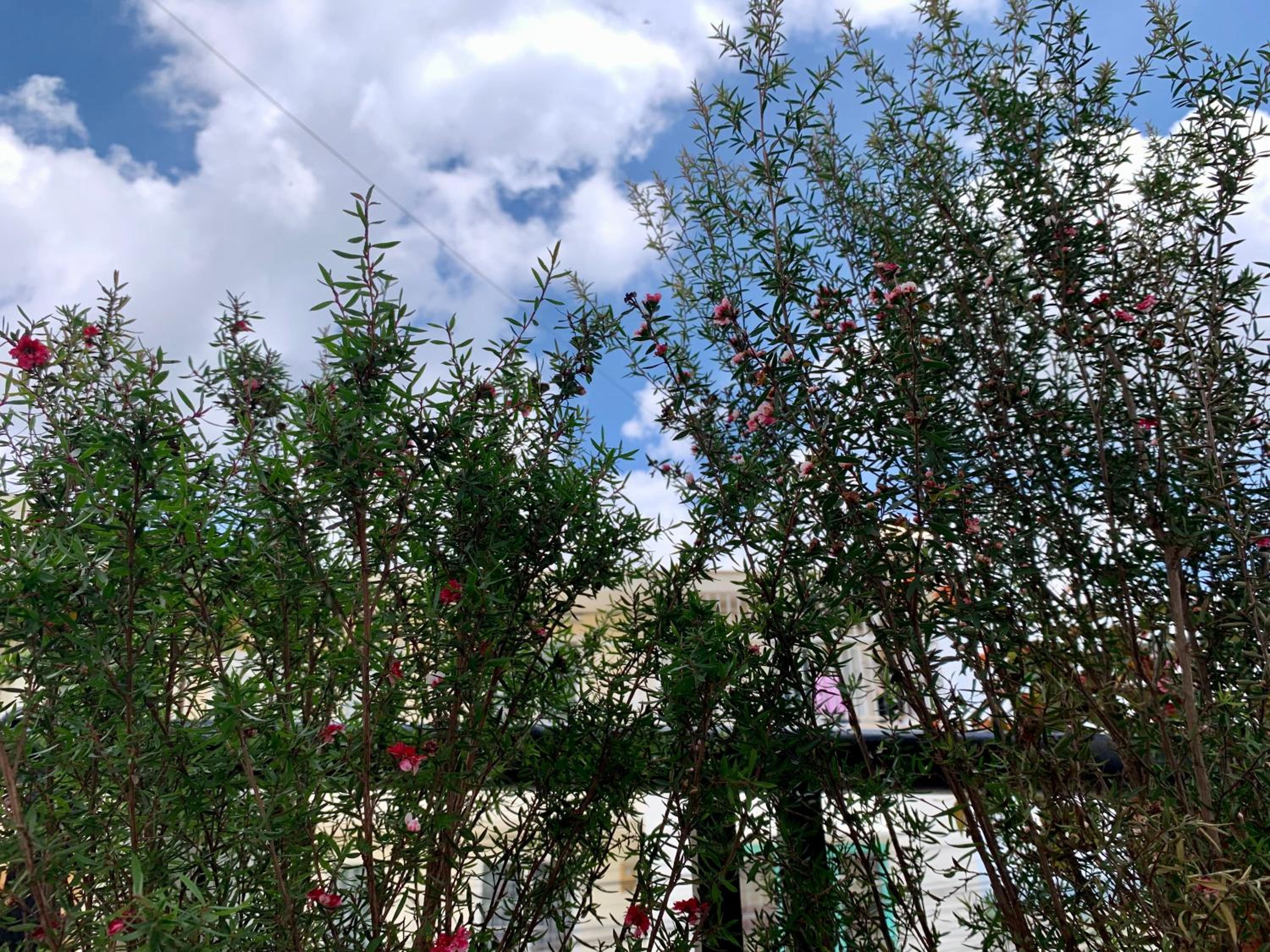 Photo 41