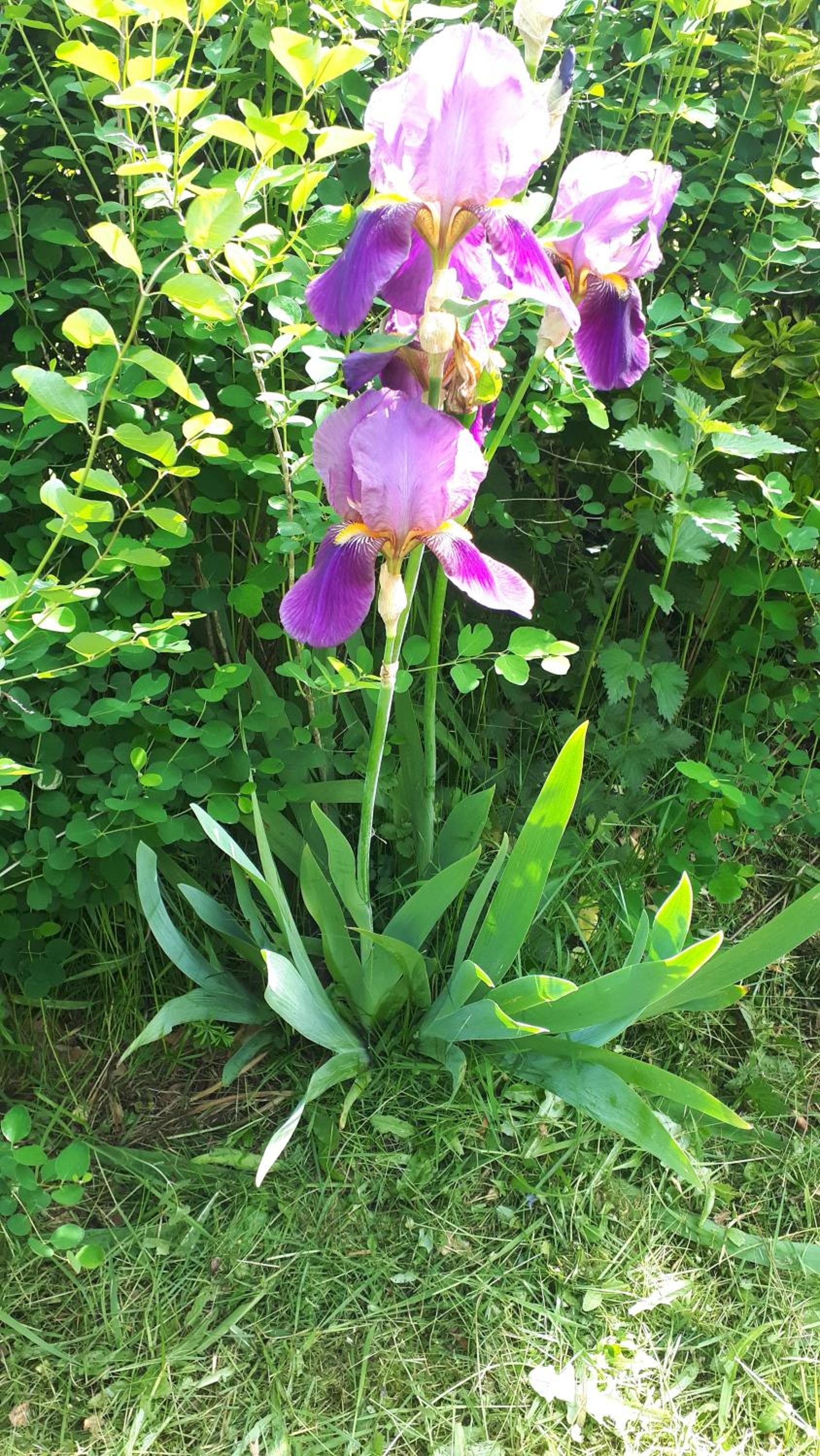 Photo 49