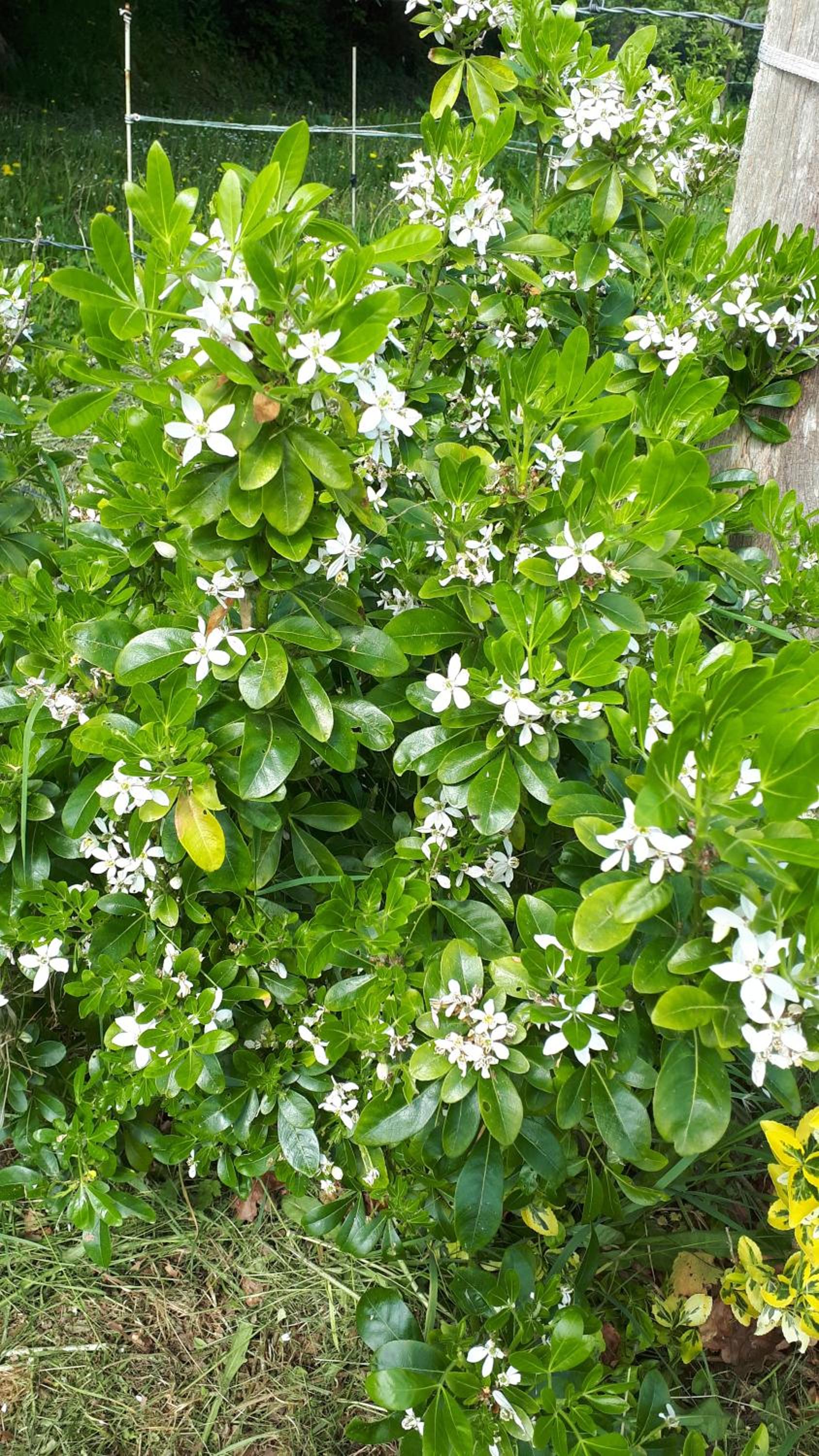Photo 45