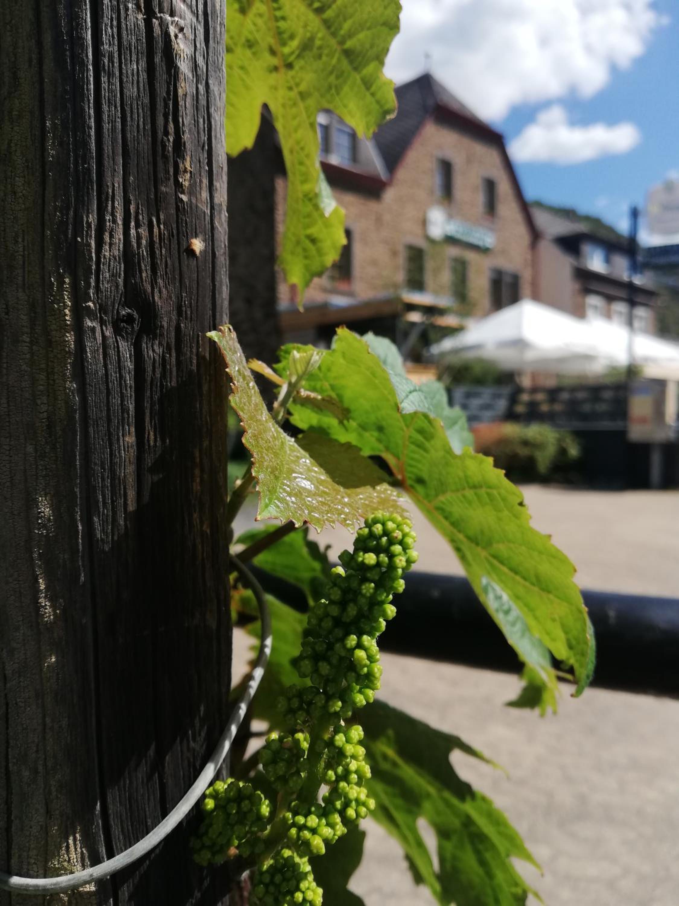 Gasthaus Rosenberg
