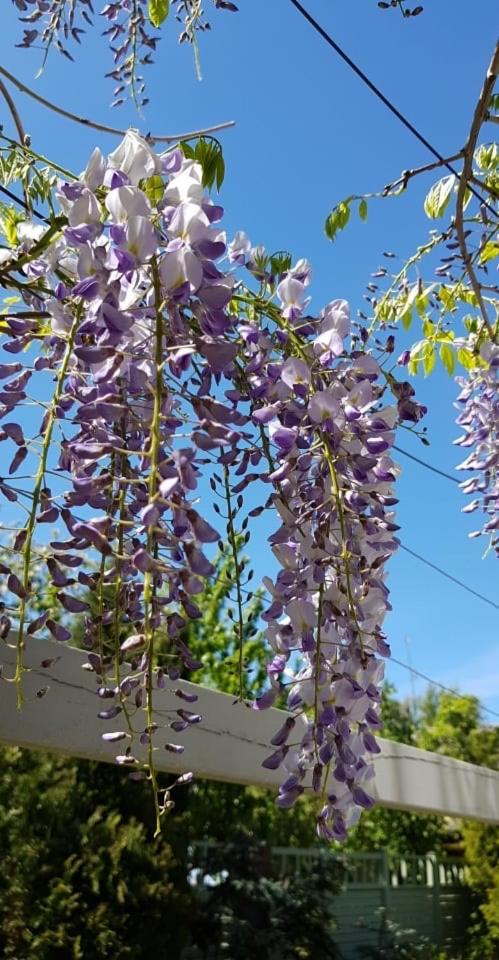 Vila Florena Garden