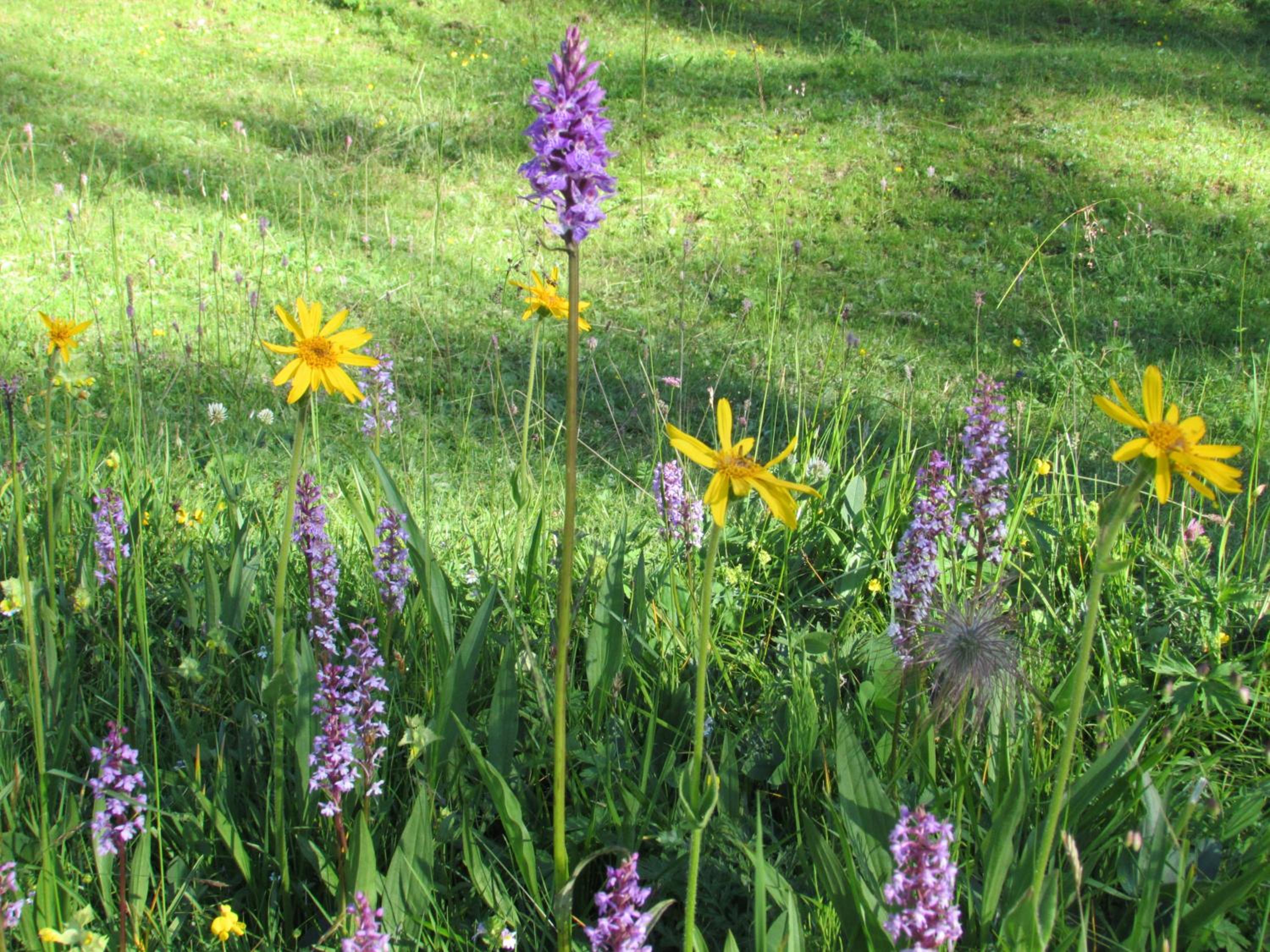 Photo 48