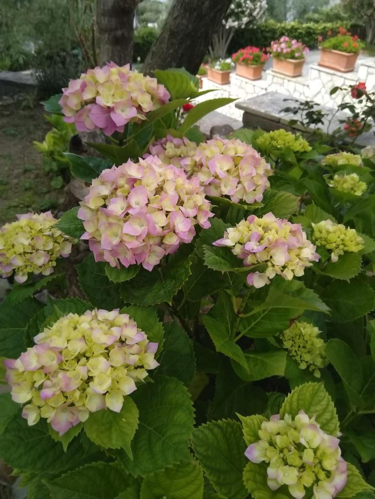 Oasi Madre della Pace