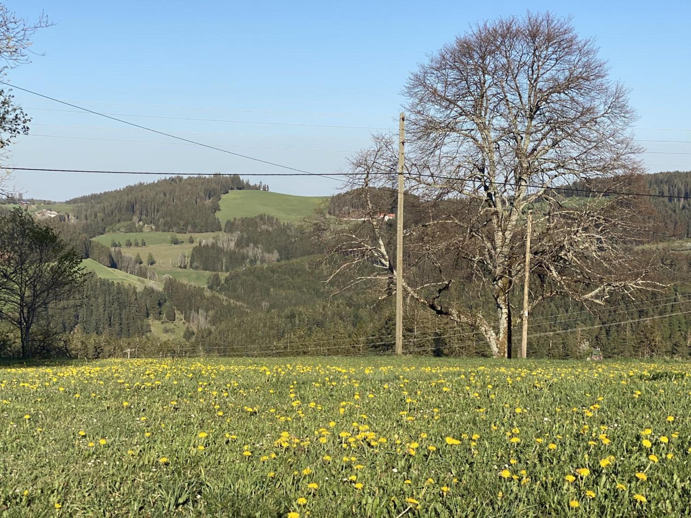 Haus Gutach view 5
