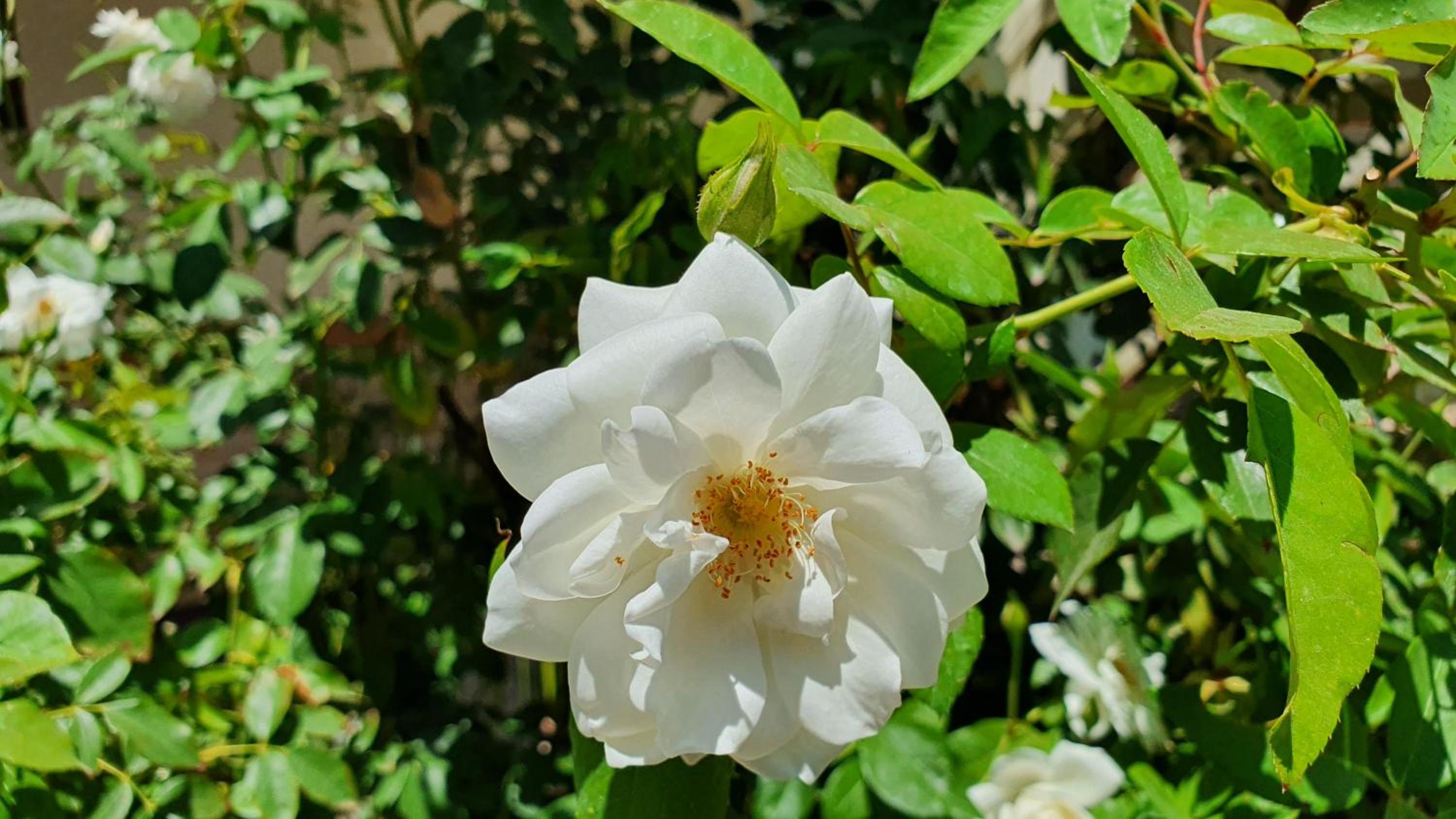 Photo 28