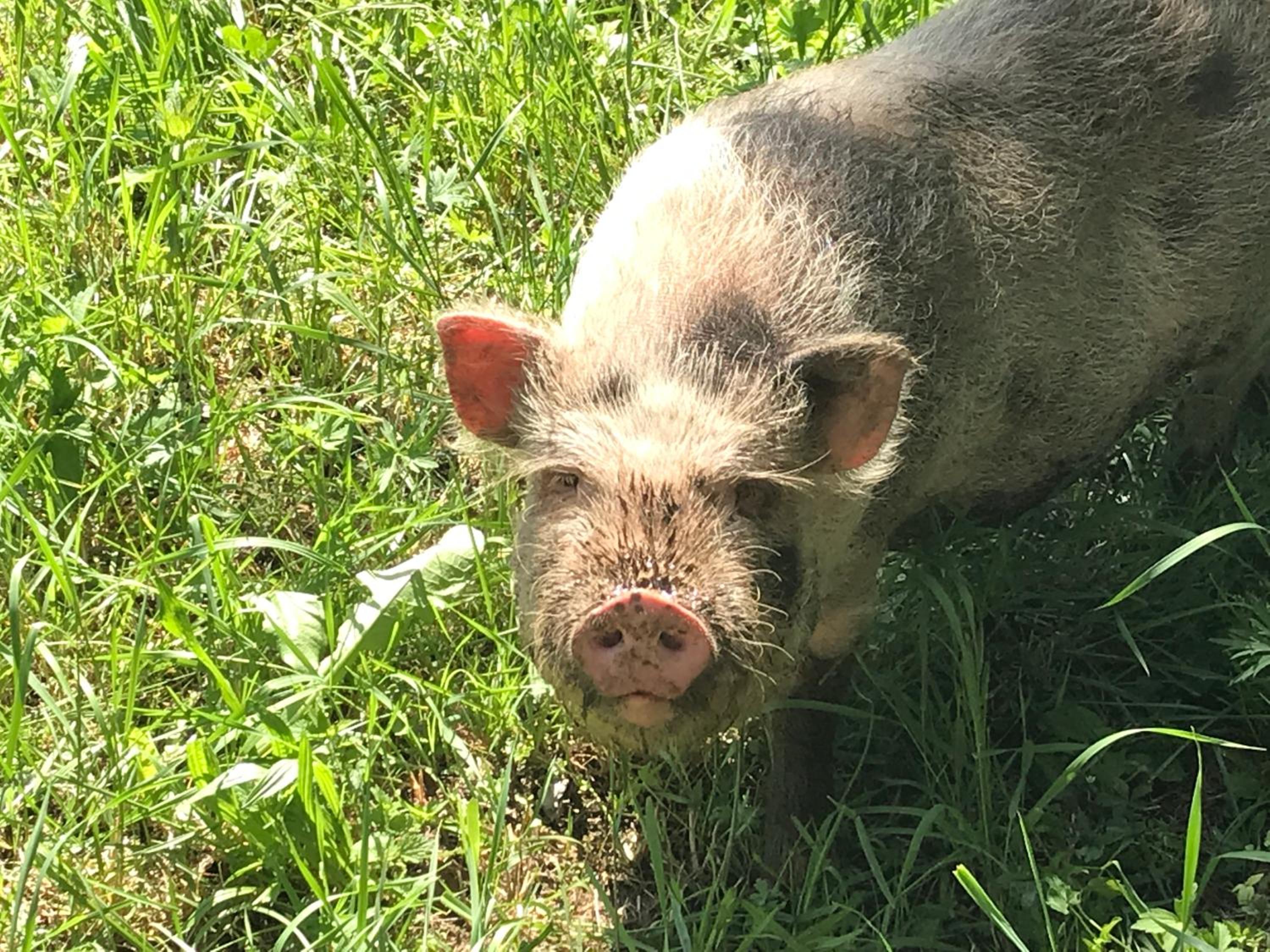 Wagnermoosgut